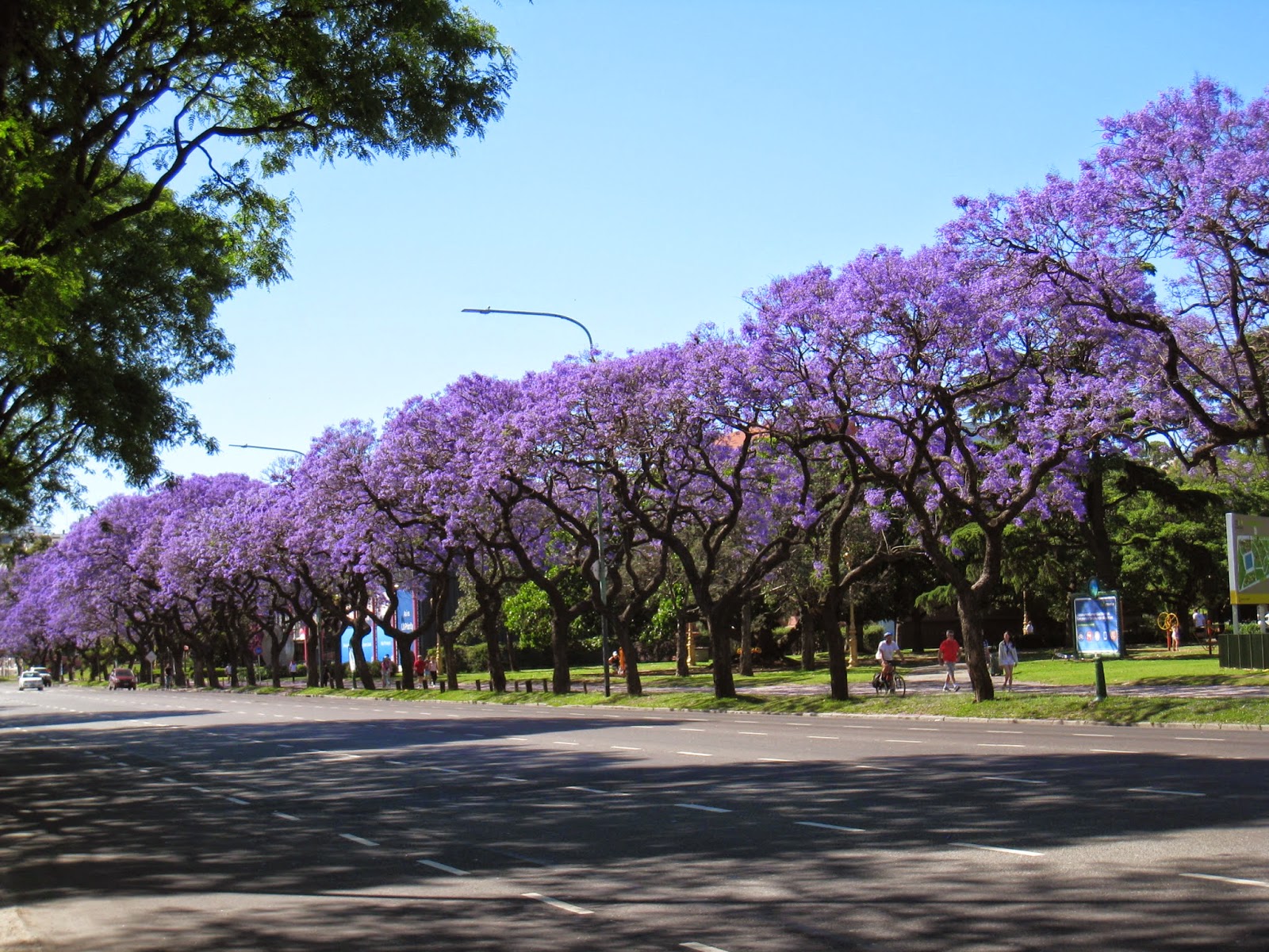 Fotos de nacasia