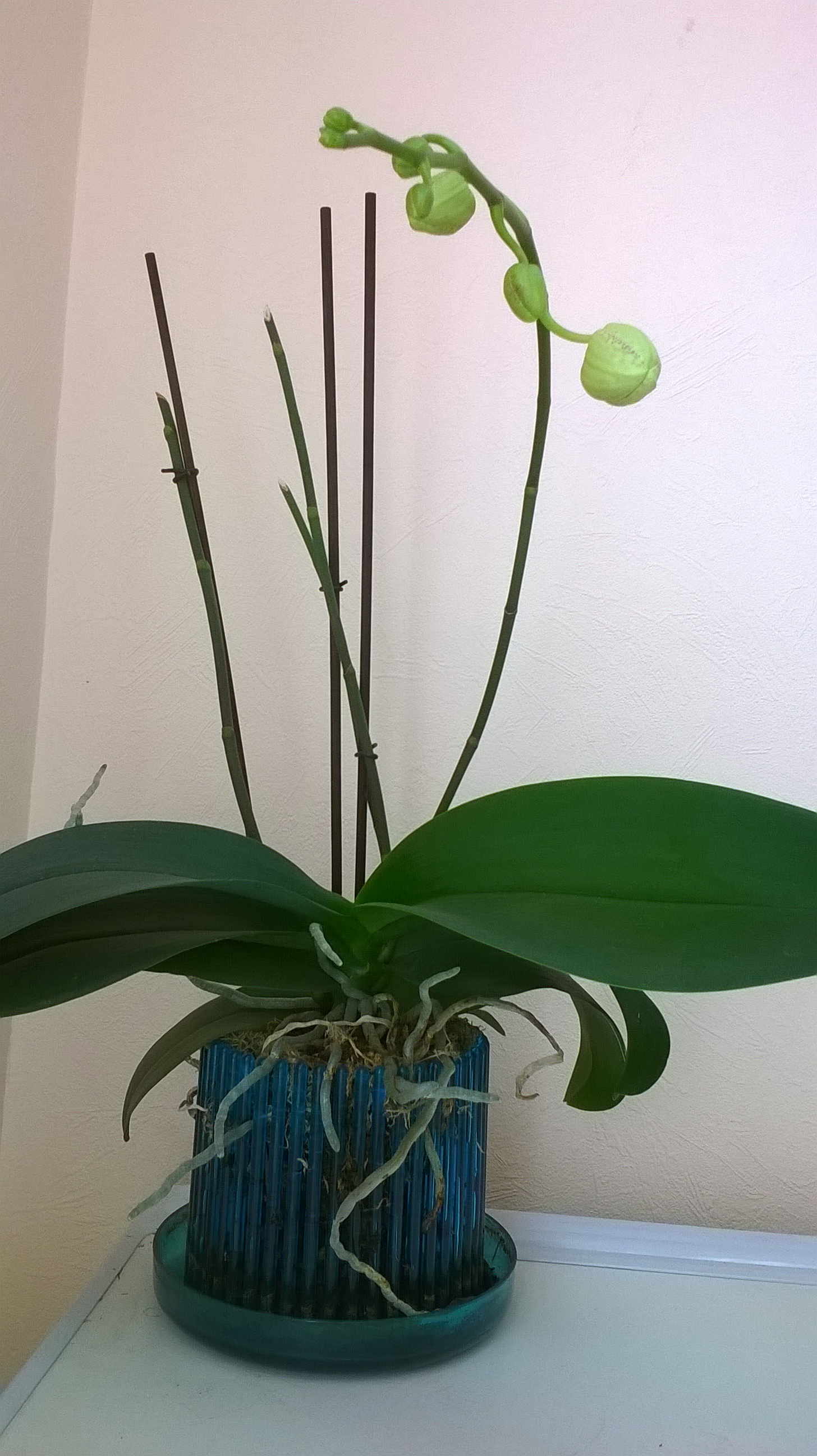 Побег орхидеи фаленопсис