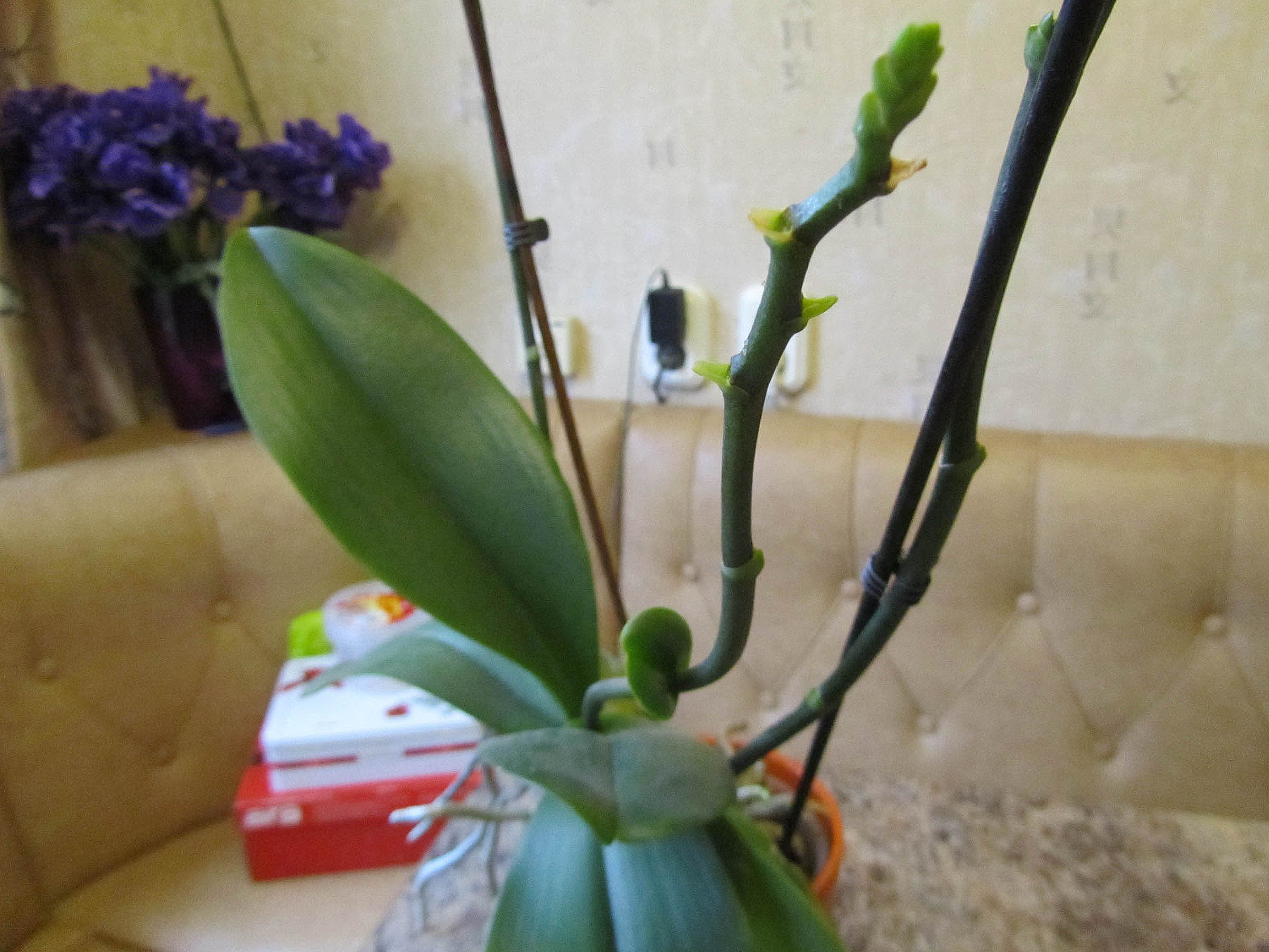 Орхидеи Тургор