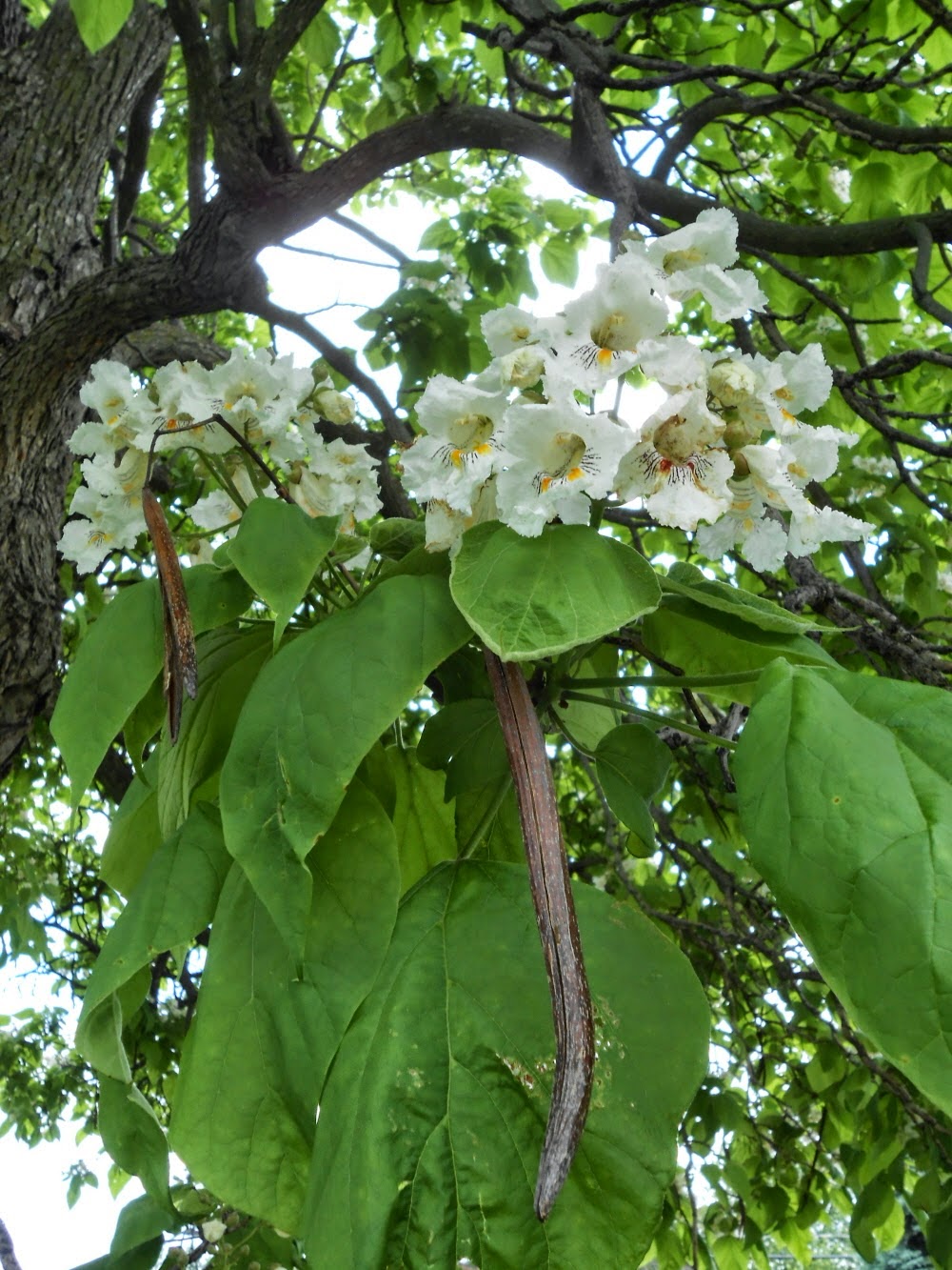 Катальпа сиренелистная