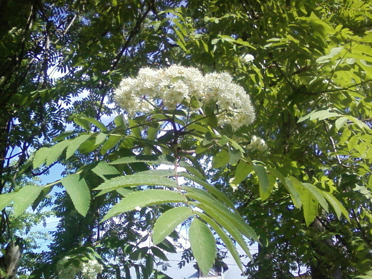 Sorbus aucuparia цветет