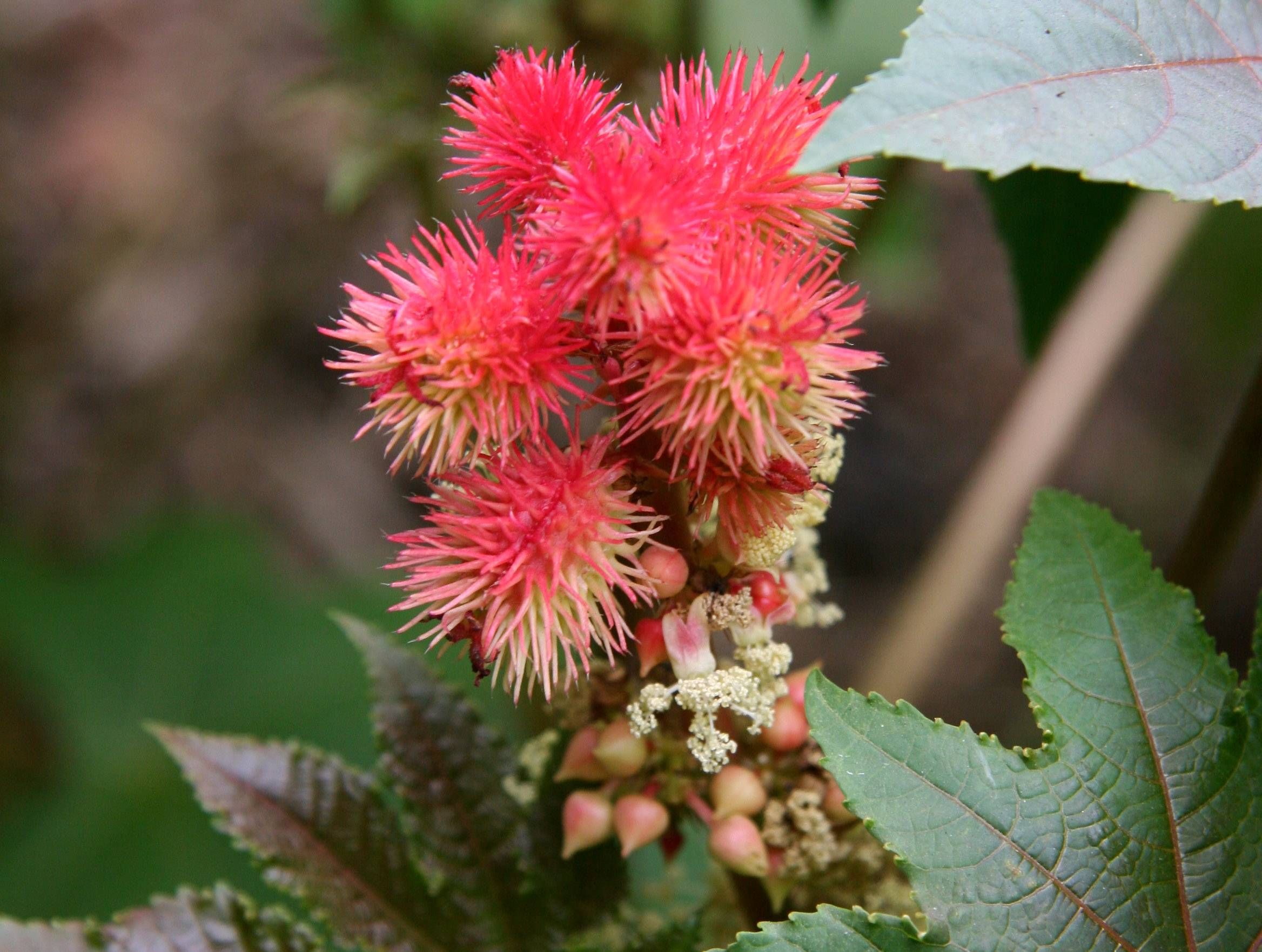 Ricinus communis