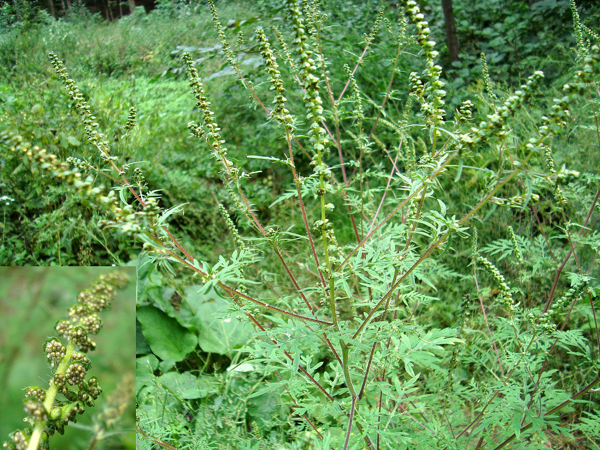 Амброзия полыннолистная (Ambrosia artemisiifolia l.)
