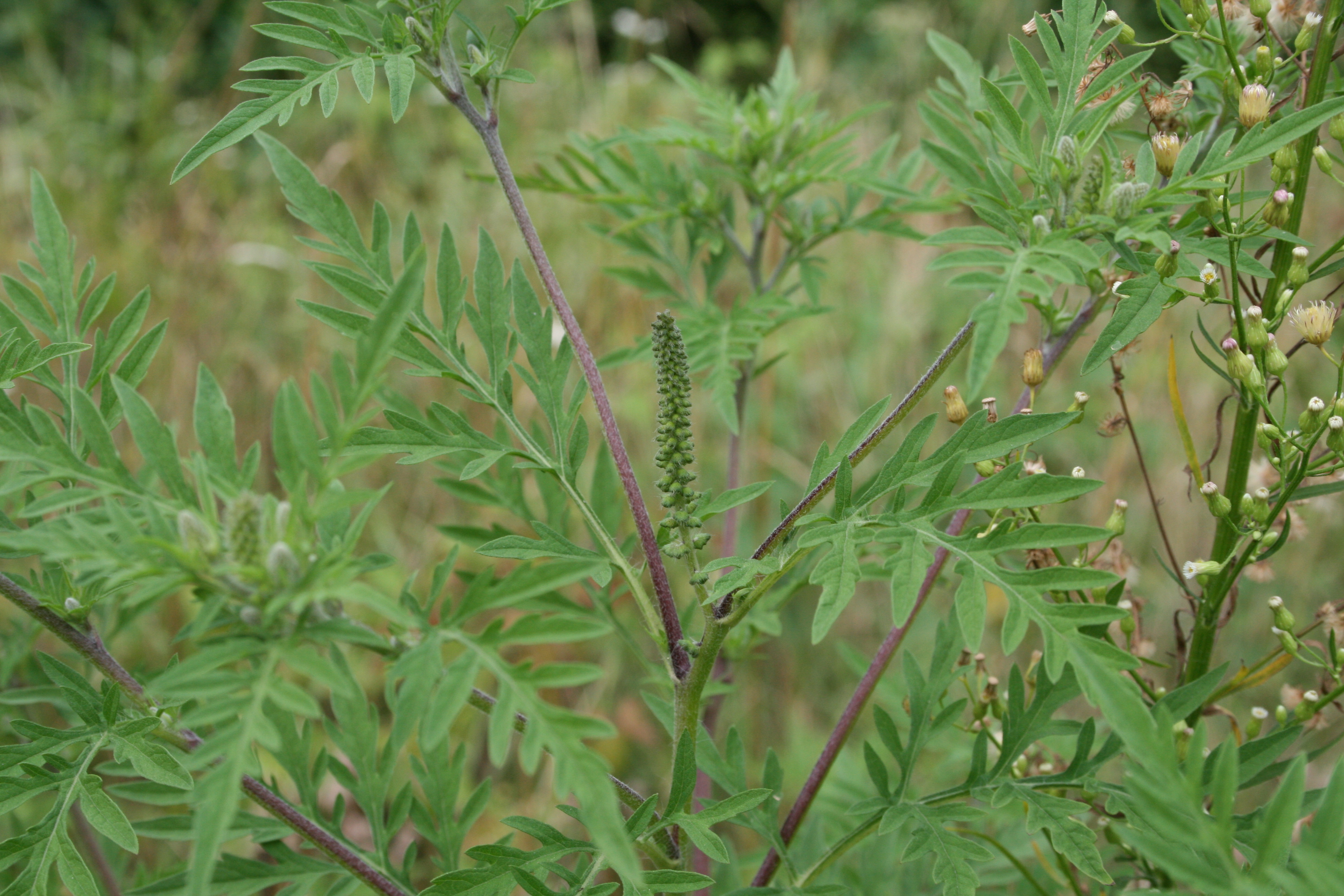 Амброзия полыннолистная (Ambrosia artemisifolia)