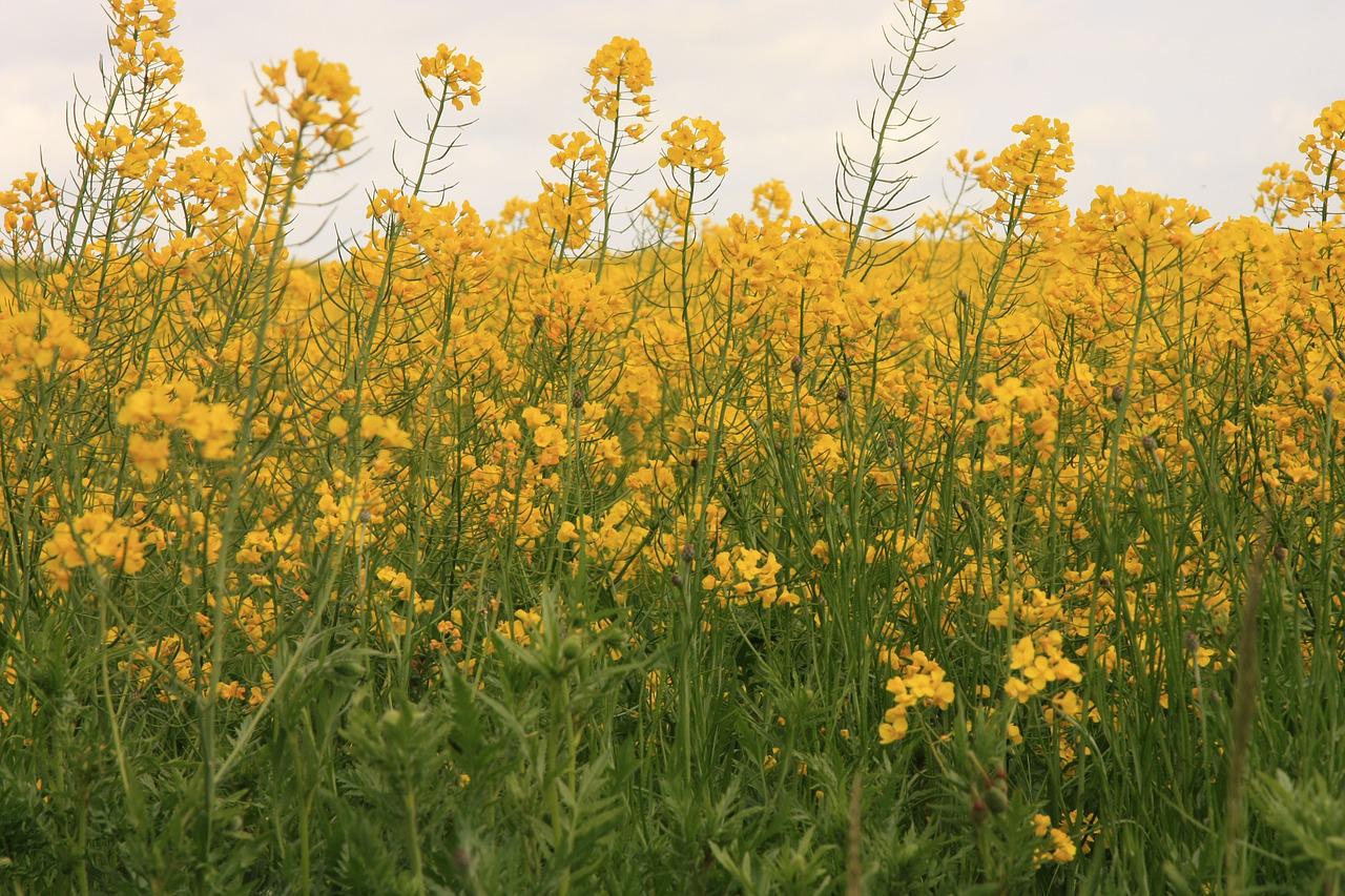 Camelina Рыжик