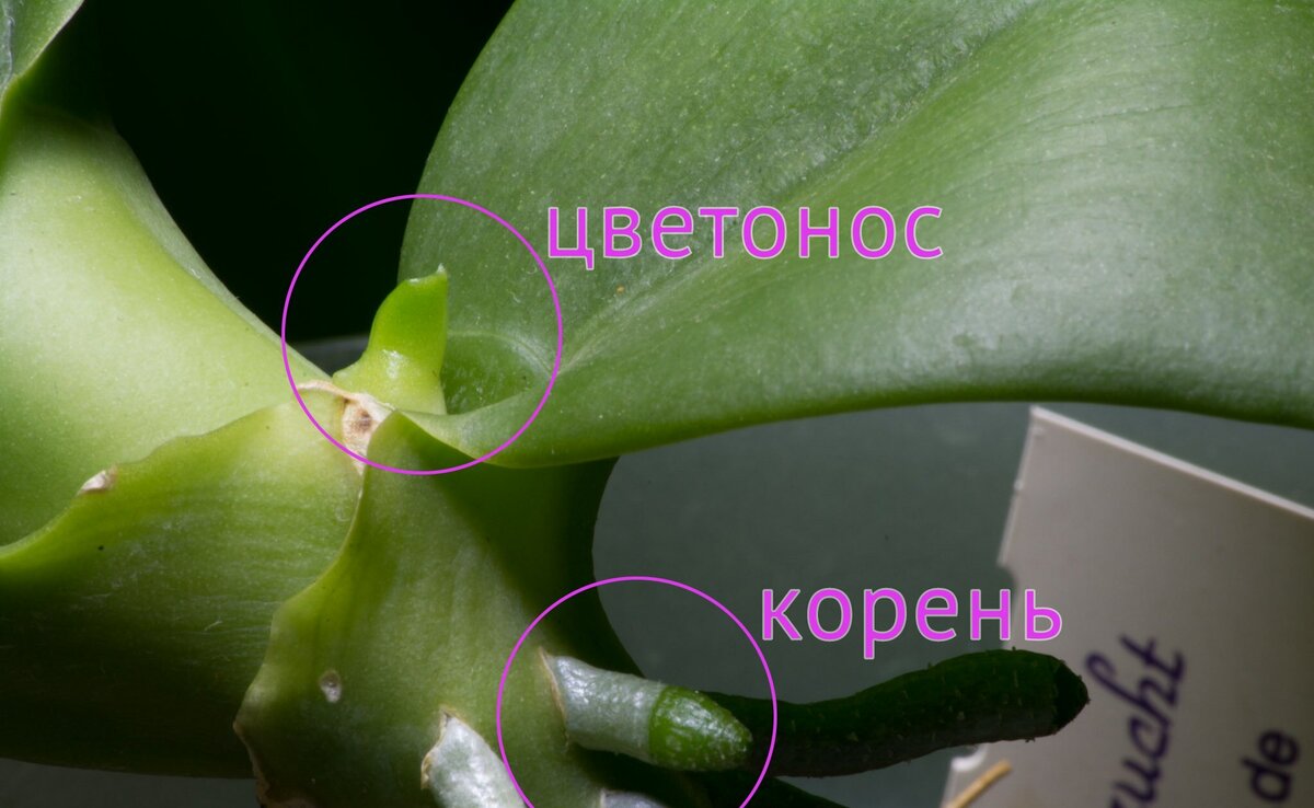 Орхидея фаленопсис цветонос