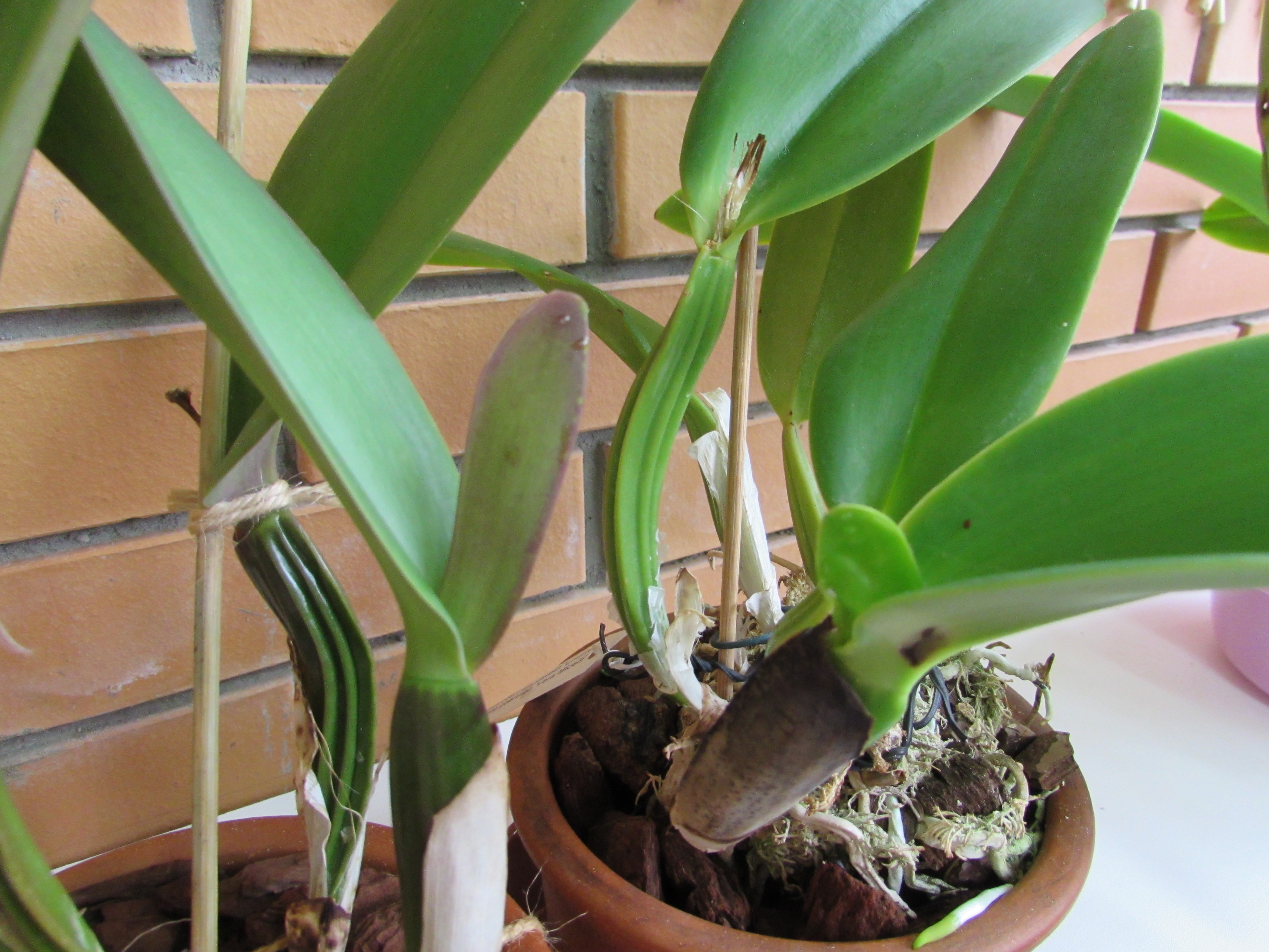 псевдобульба у орхидеи фото