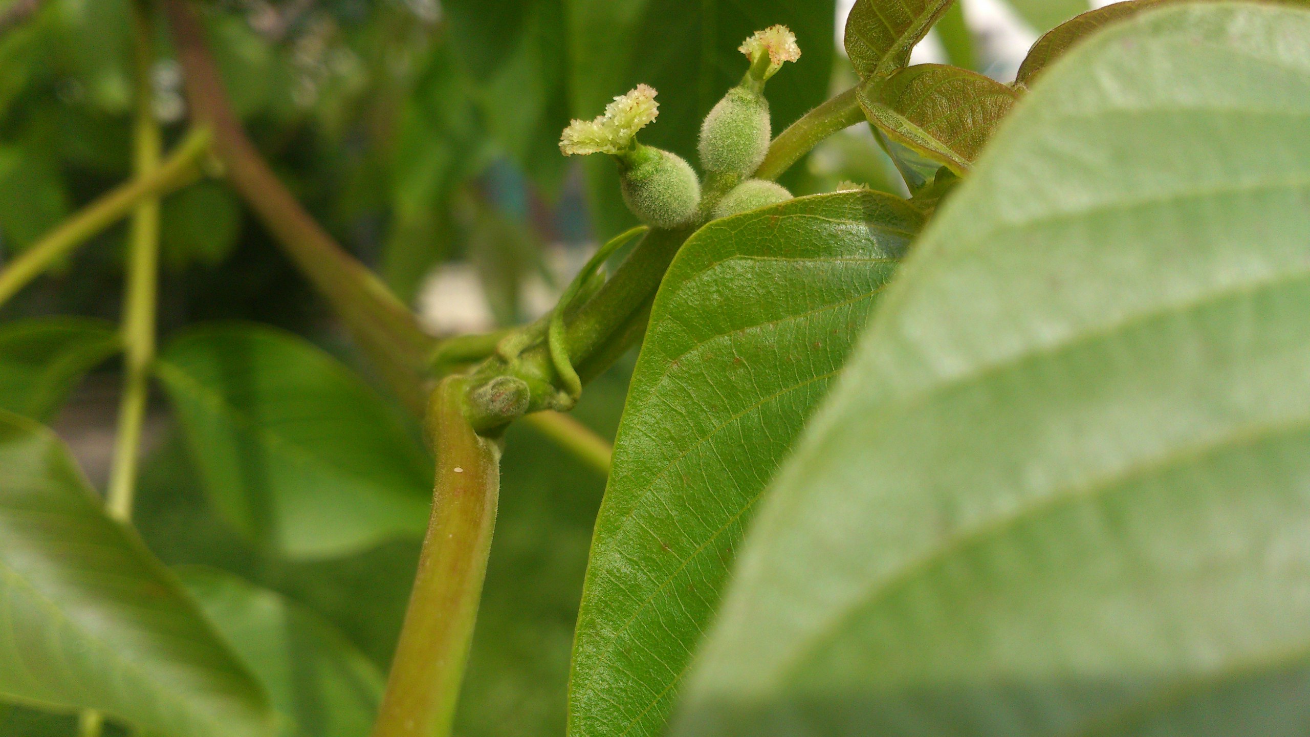 Грецкий орех тычиночные цветки