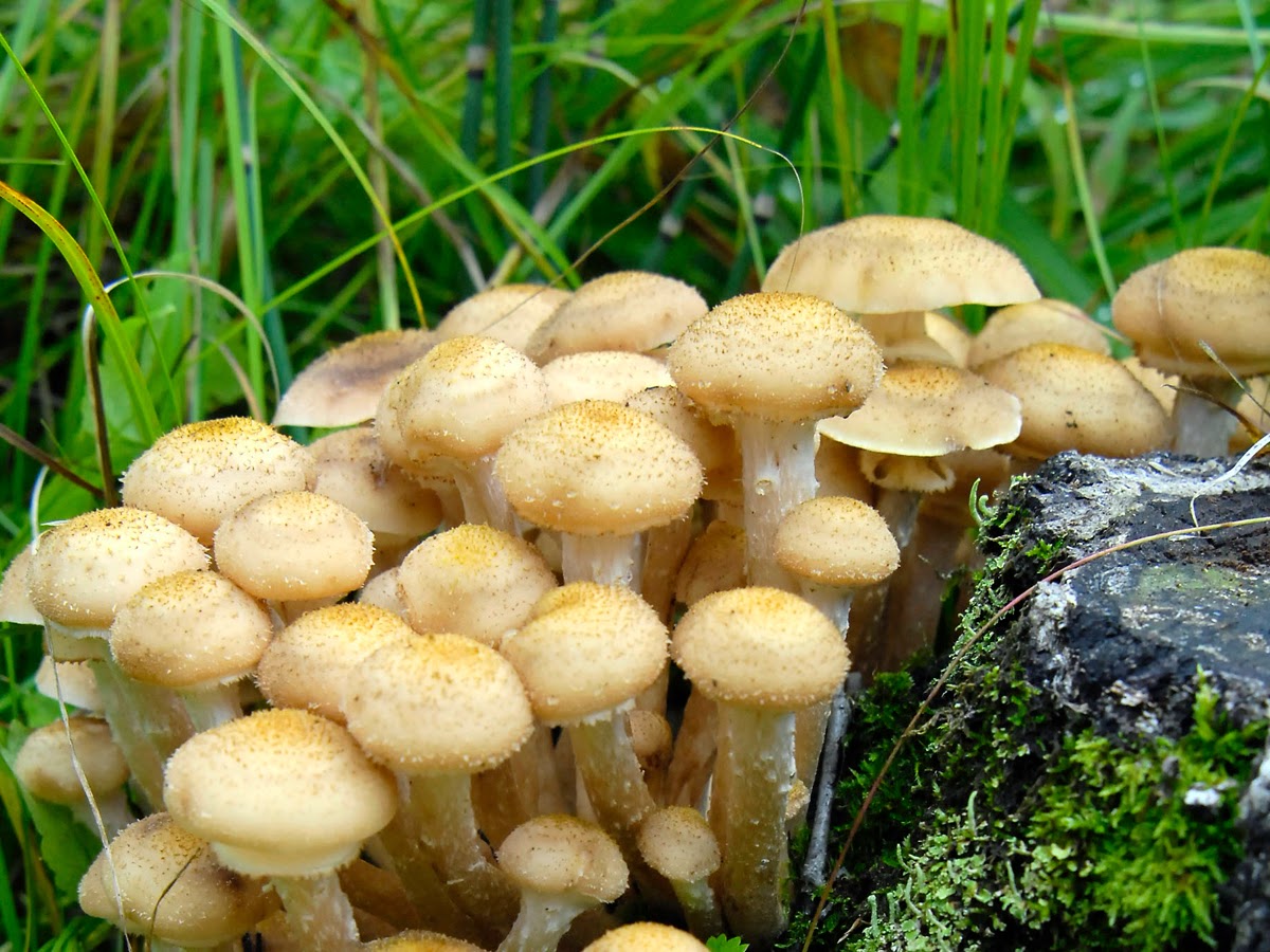фото ядовитых грибов в подмосковье