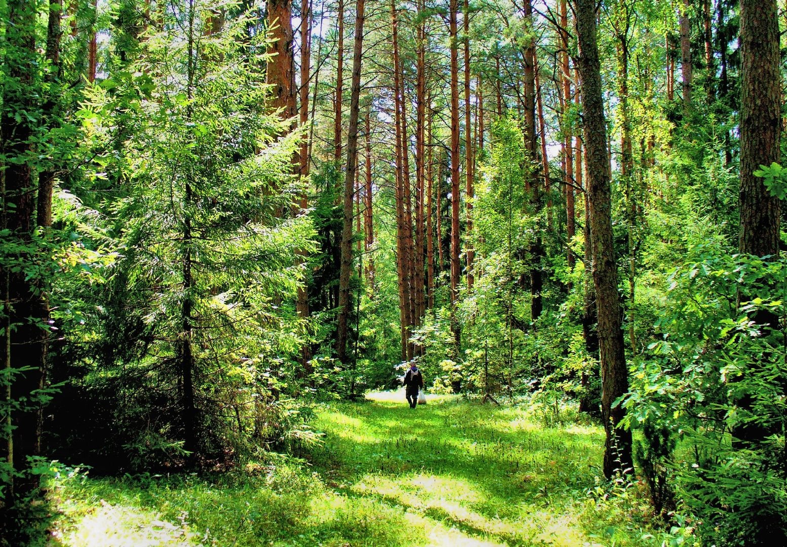 Киржачский район хвойные леса