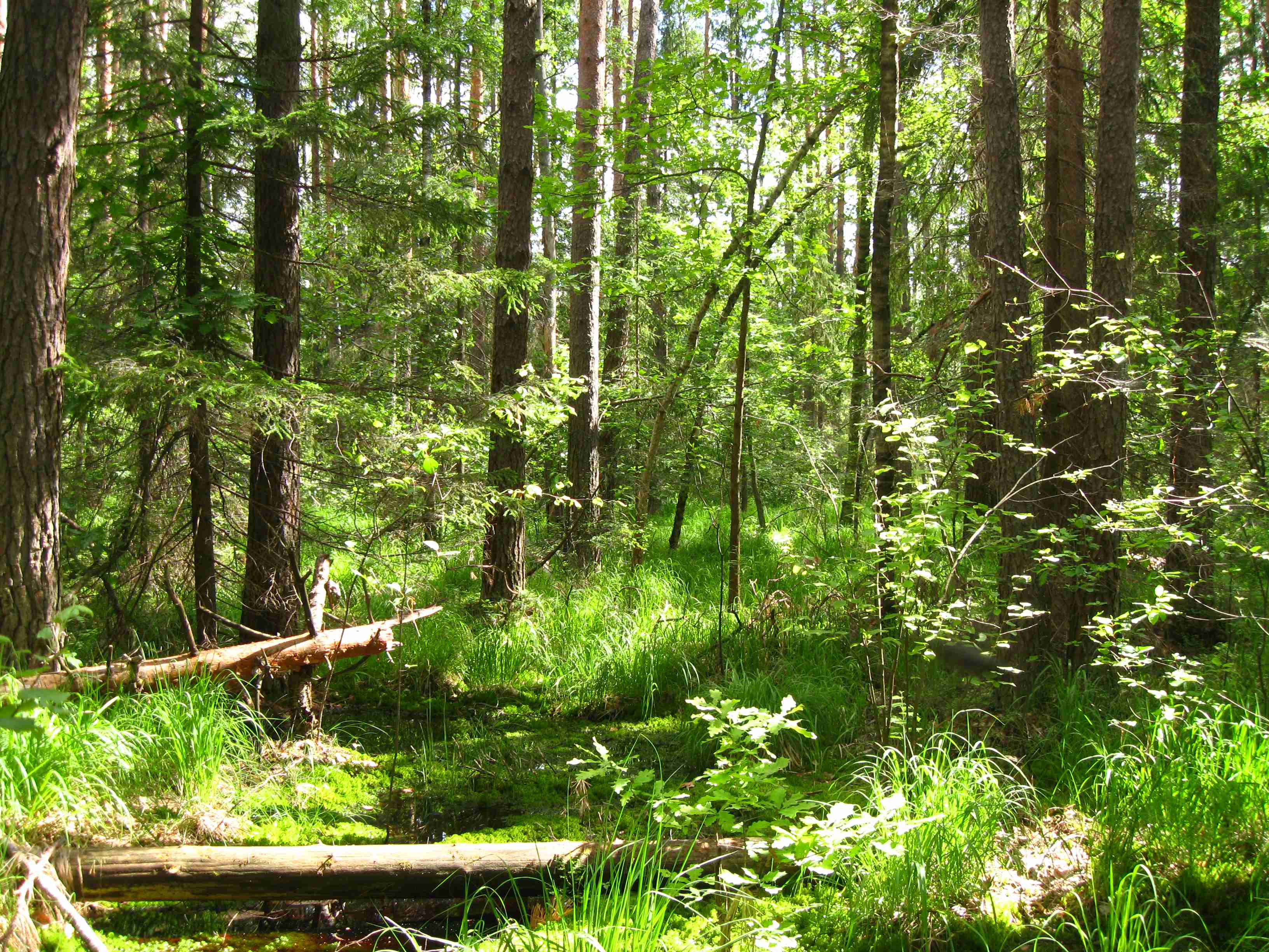 фото лесного хозяйства