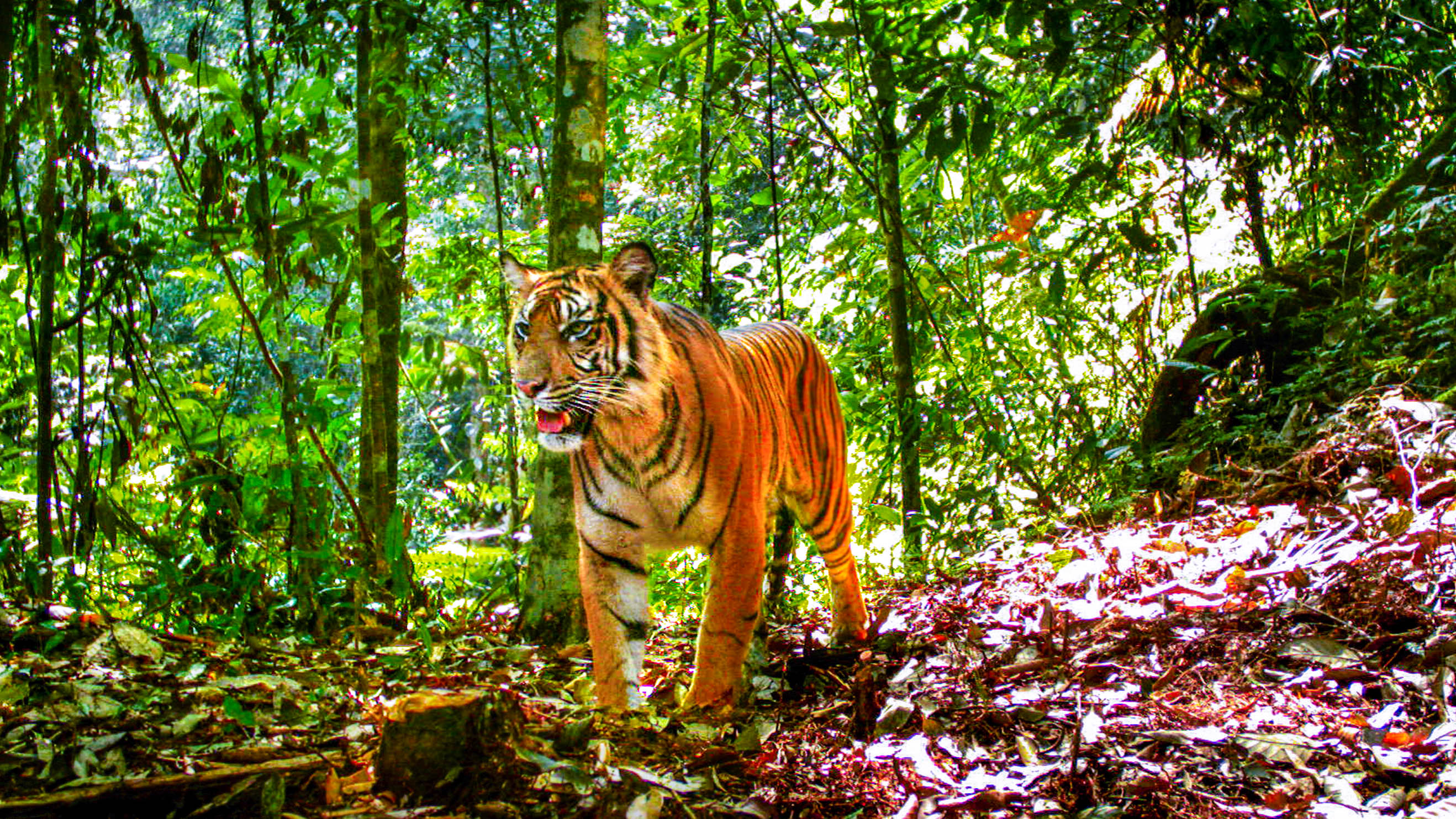 Суматранский тигр в дикой природе