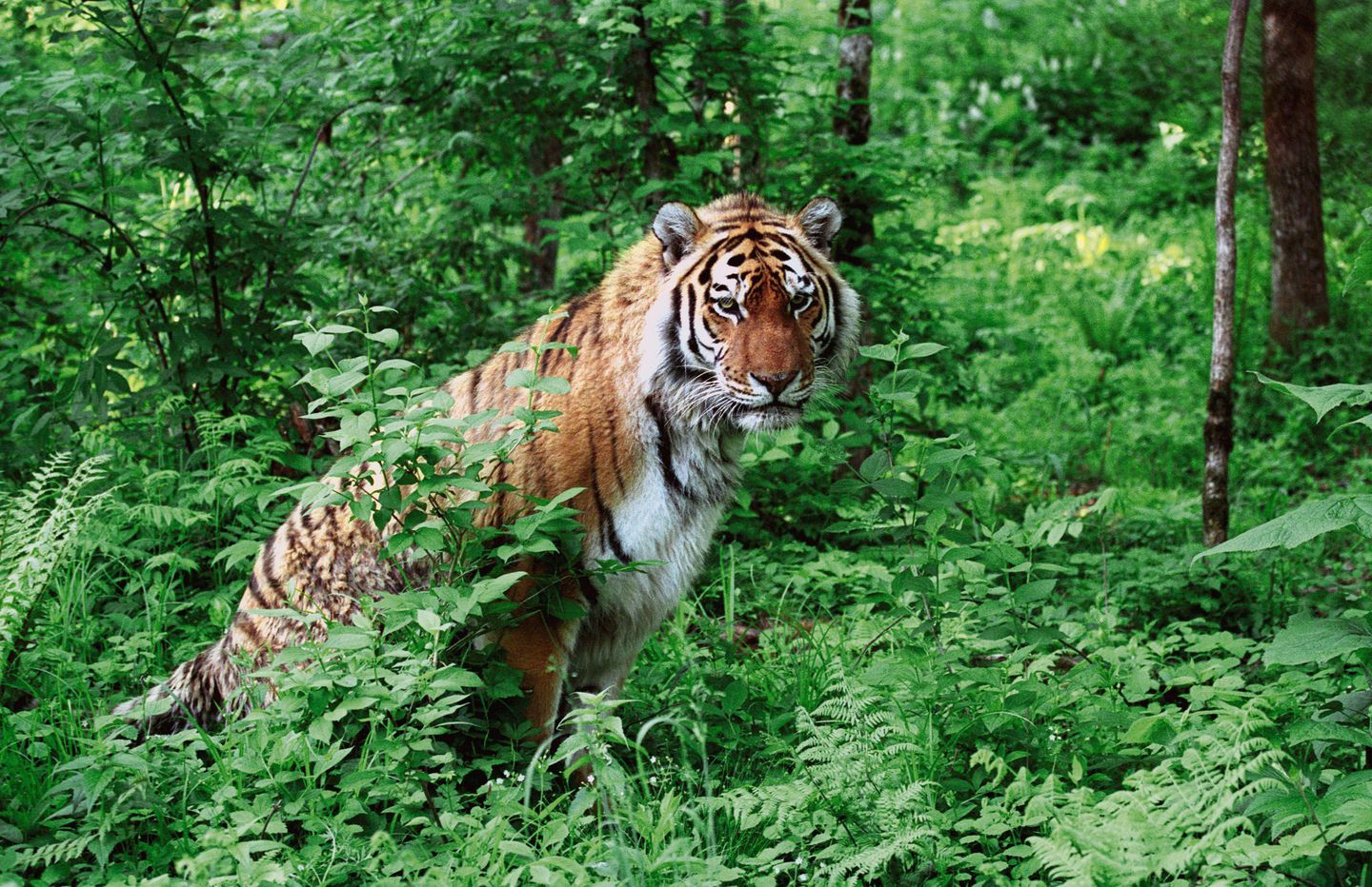 Уссурийский тигр Уссурийский заповедник