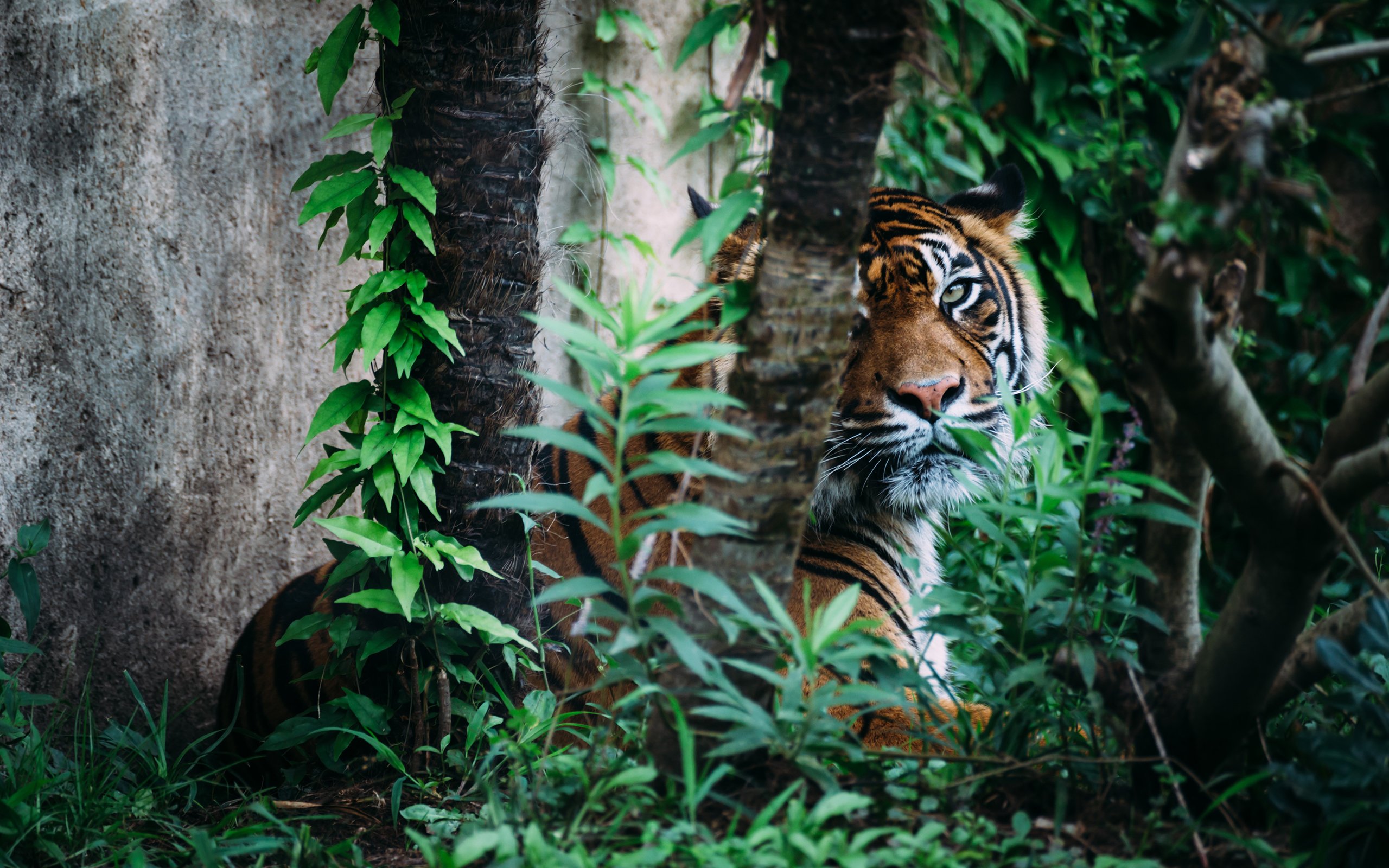 Тигер джунгли портрет