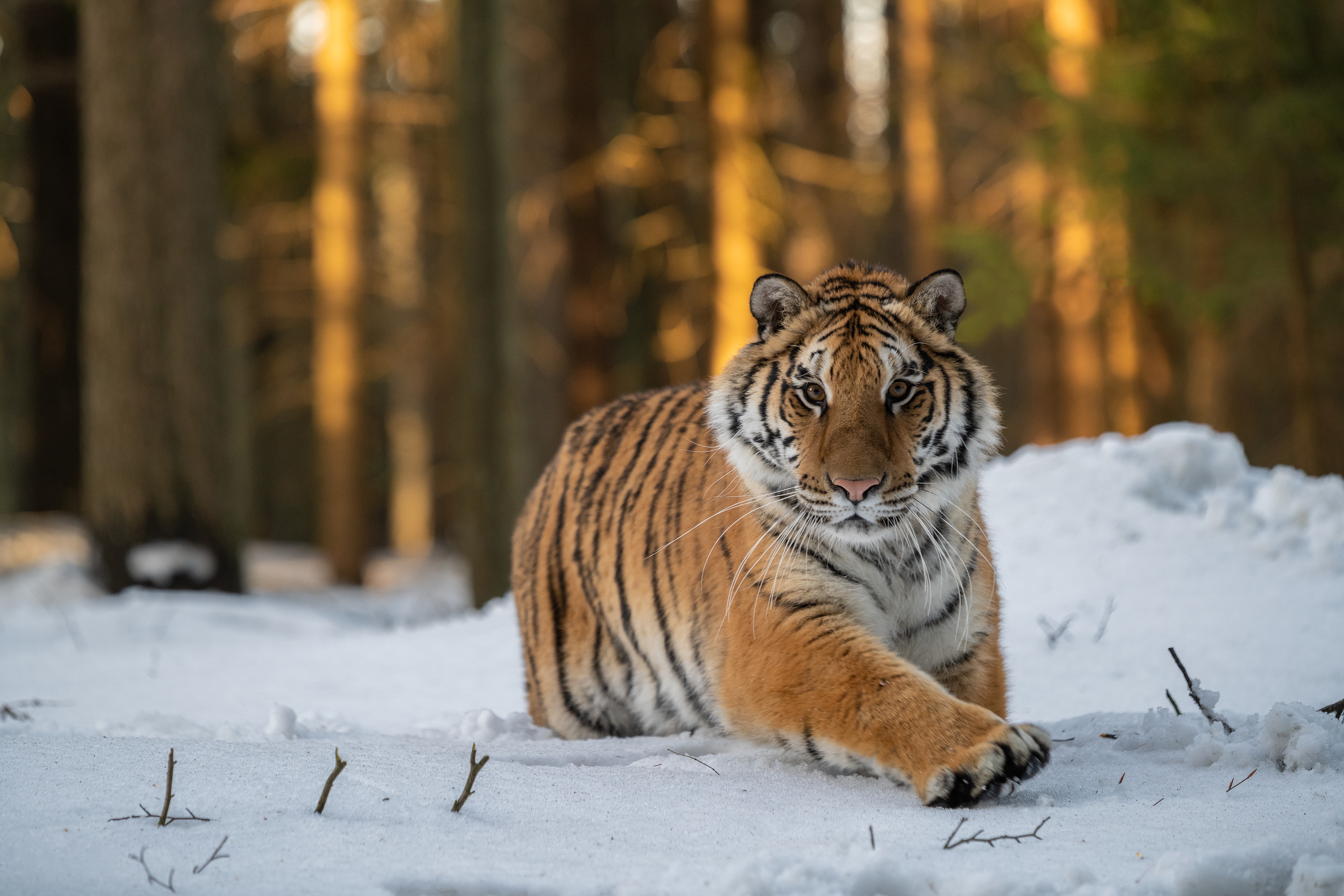 Амурский тигр в лесу