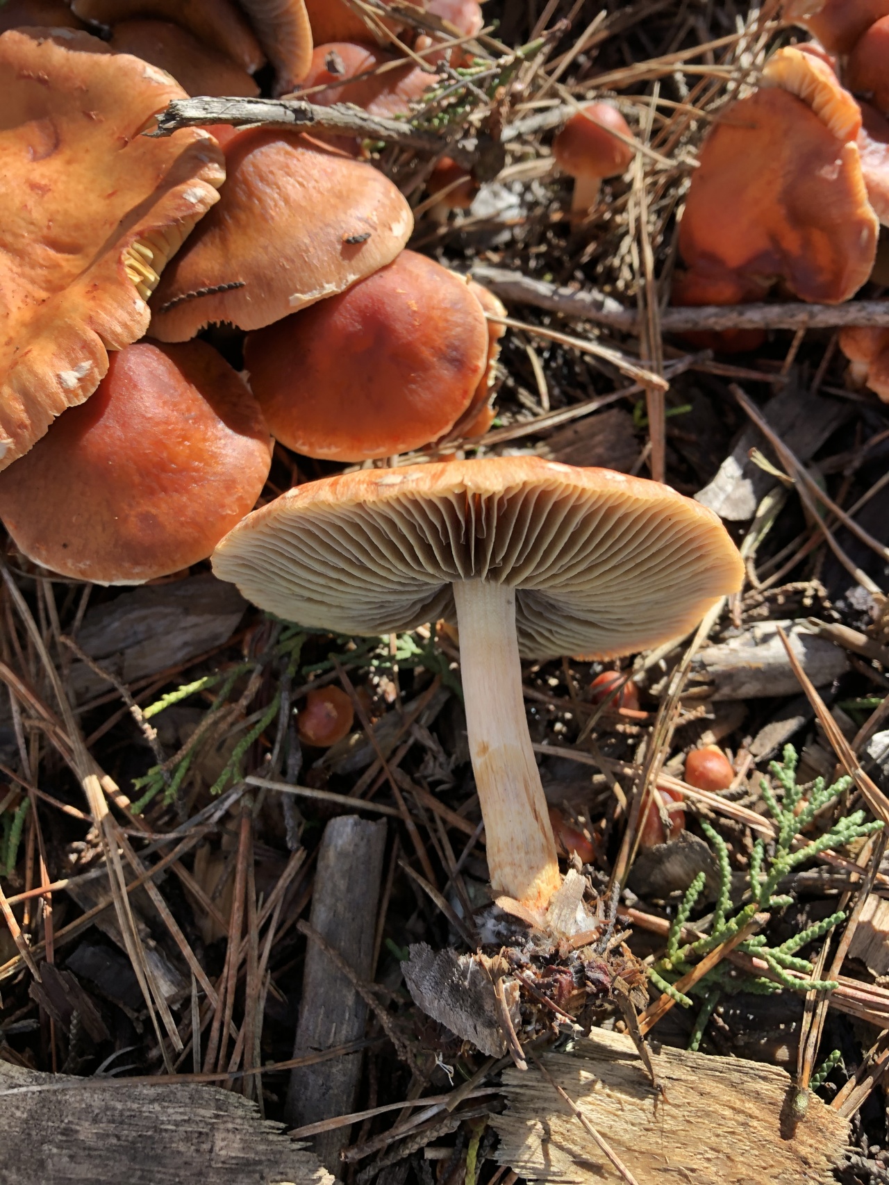 Опятапластинчаты грибы