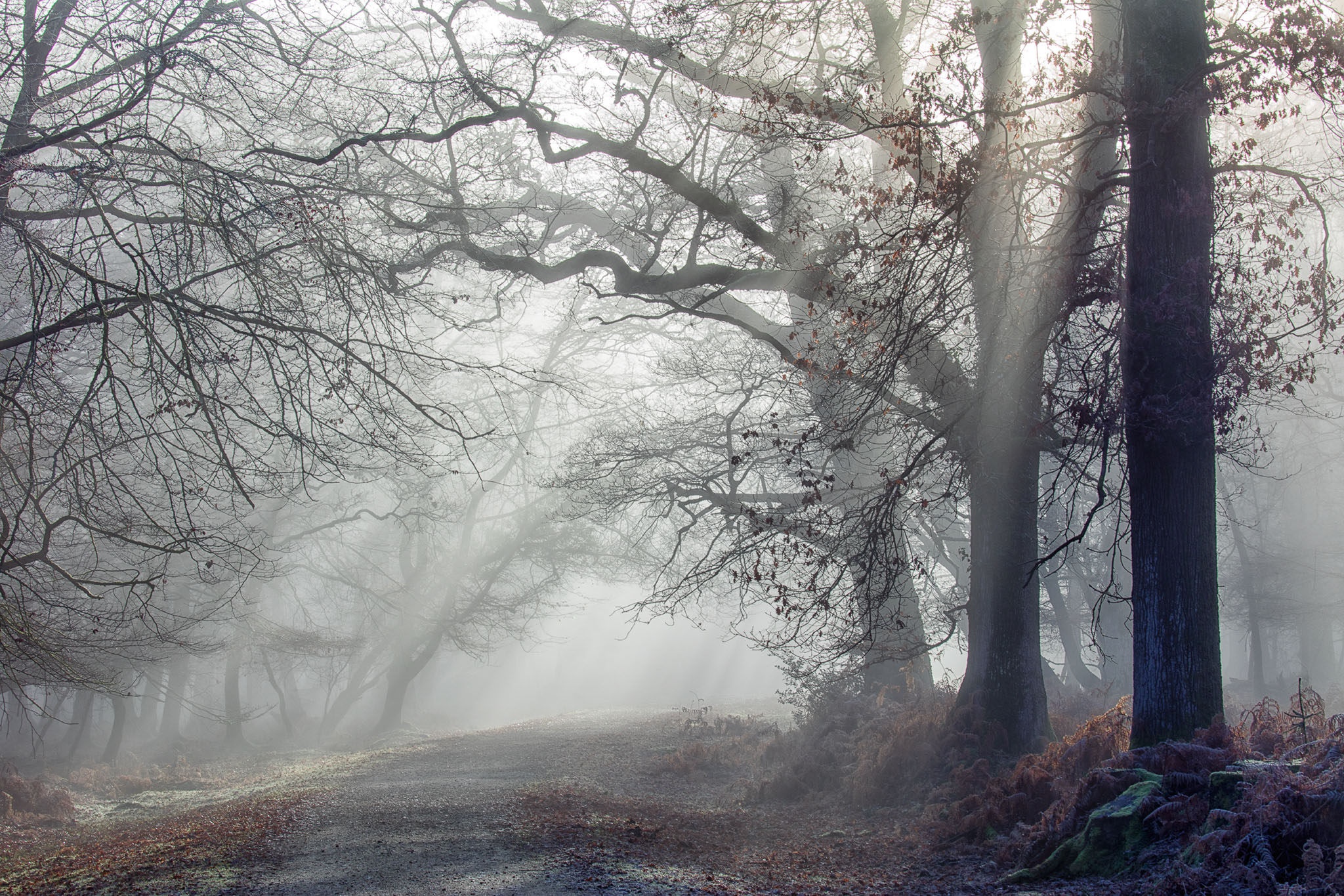 Картина лес в тумане