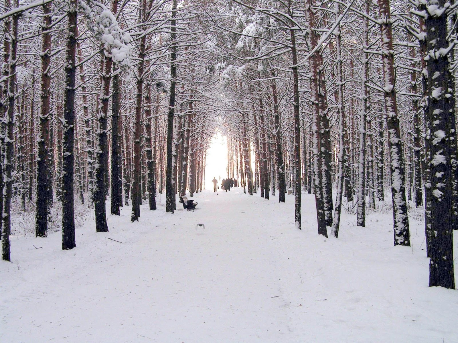 Карагайский Бор зимой