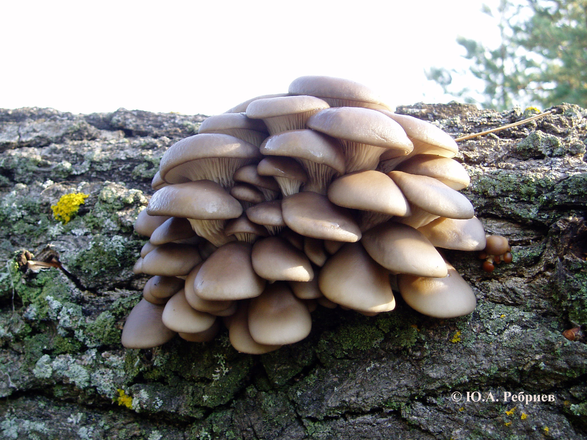 Вешенки древесные грибы