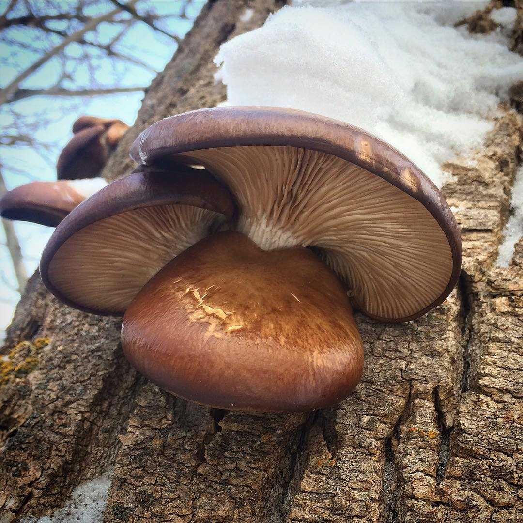 Вешенка Полевая грибы