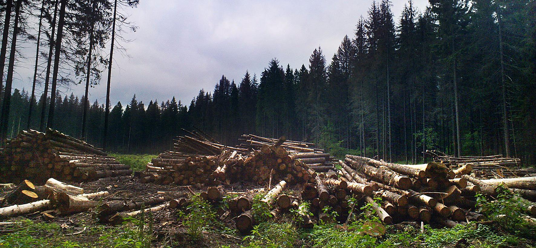 Экология Лесной промышленности