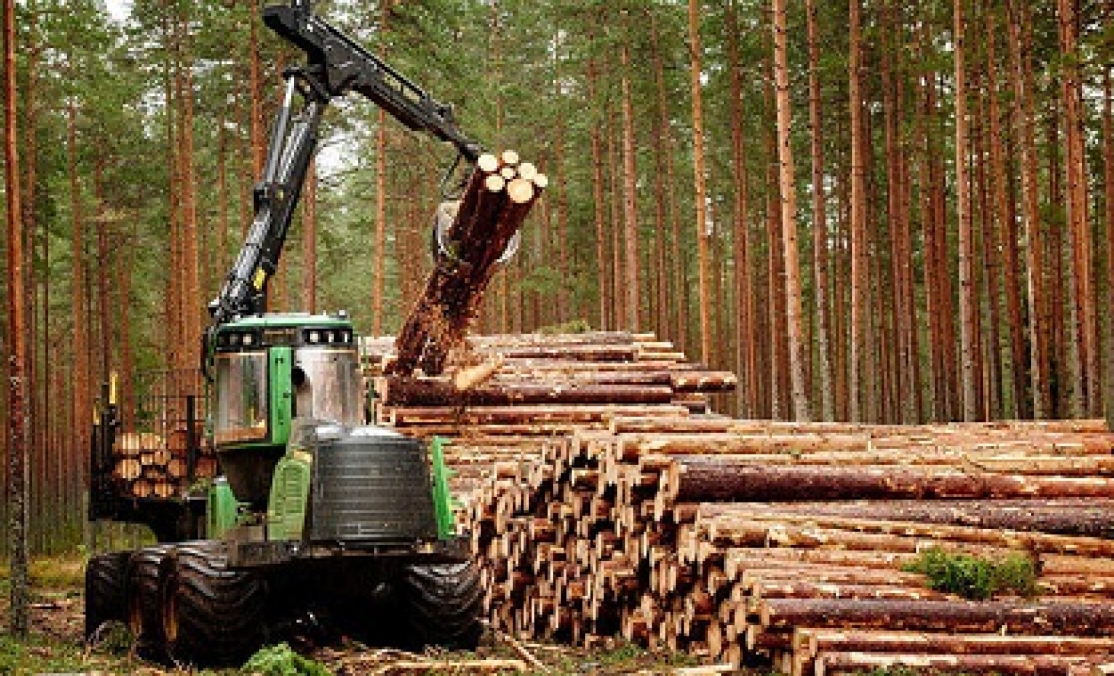 Лесопромышленный комплекс древесина