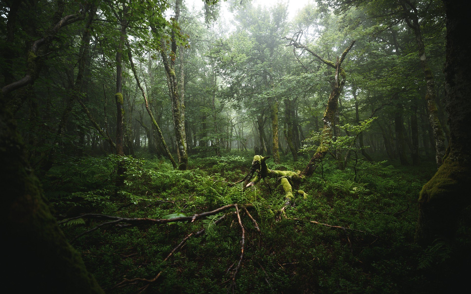 Лес Аокигахара Дзюкай в Японии
