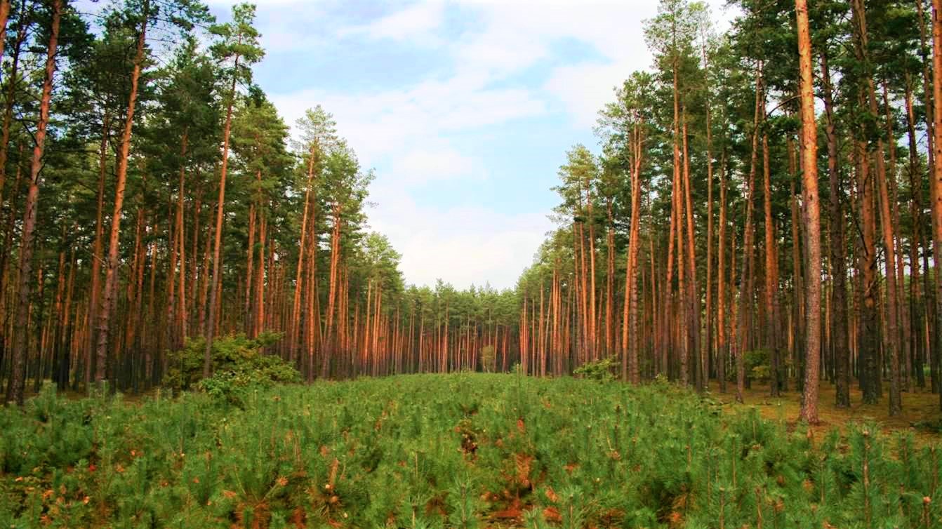 Лесные и нелесные земли лесного фонда