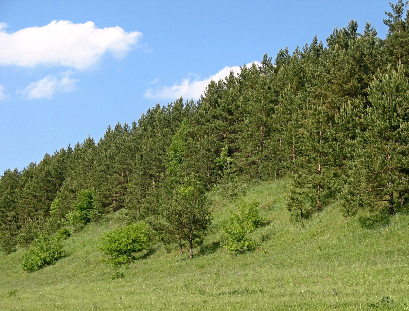 Лесные массивы Липецкой области