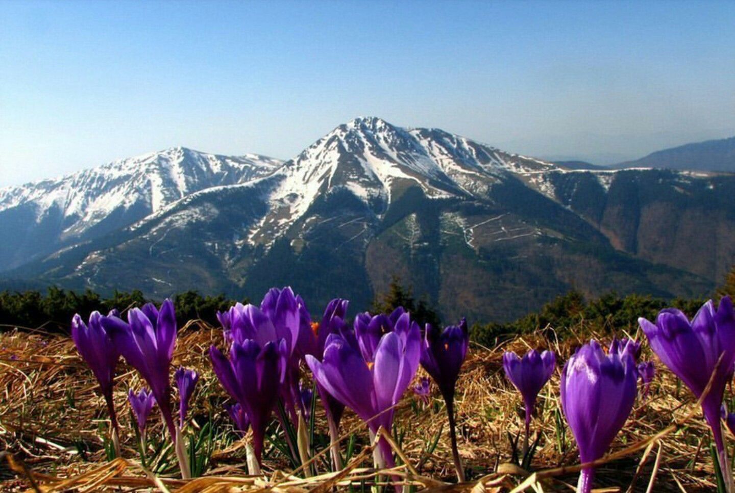 цветы весной в горах