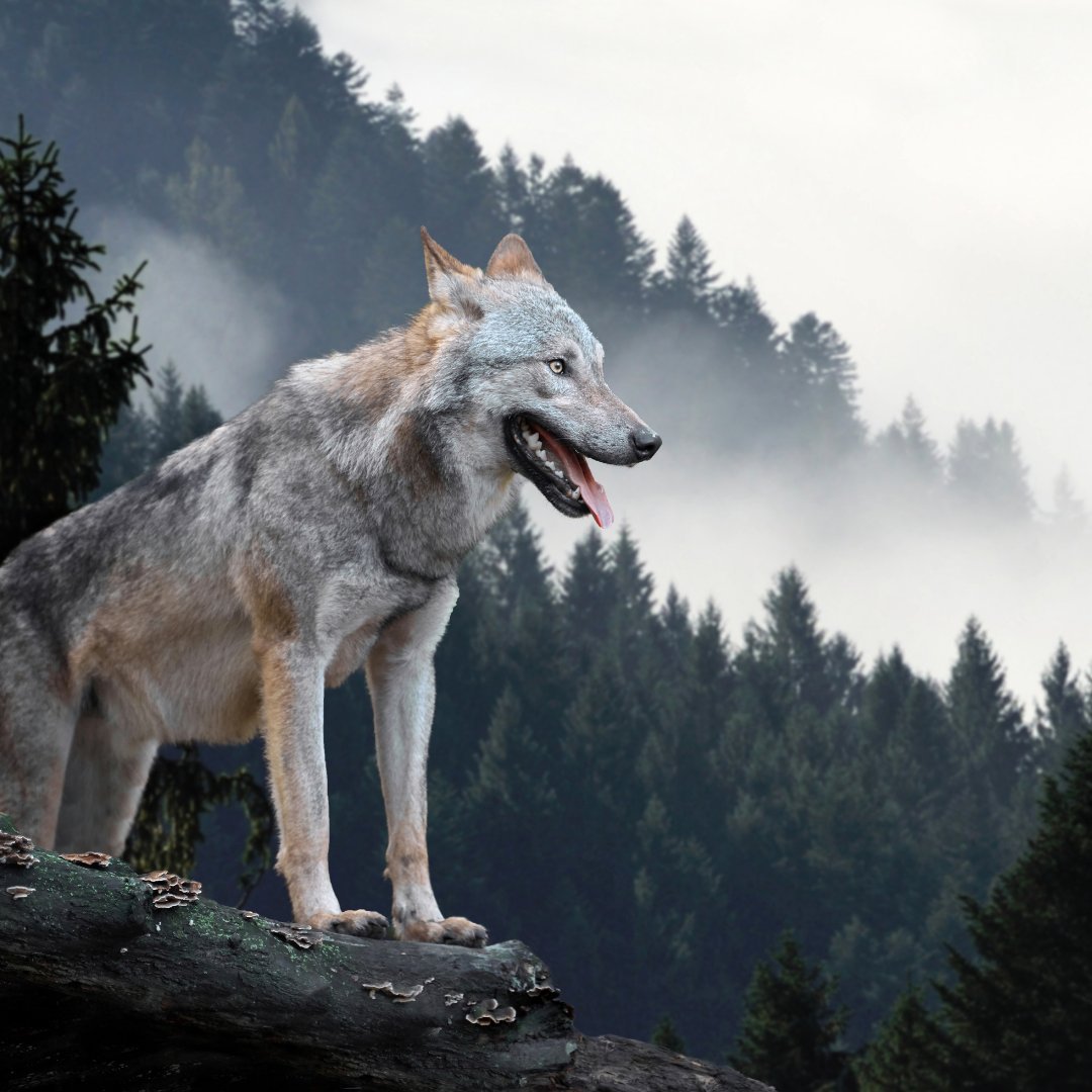 уходящий волк фото