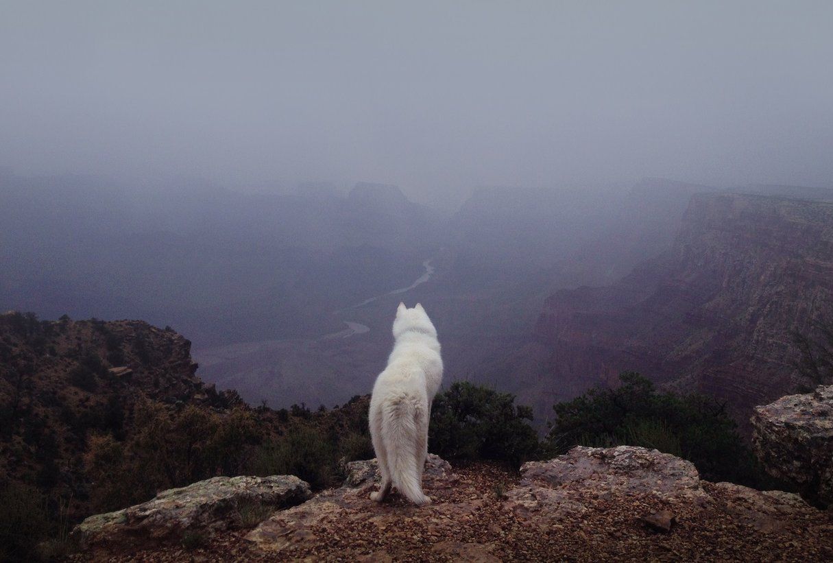 Белый волк на скале