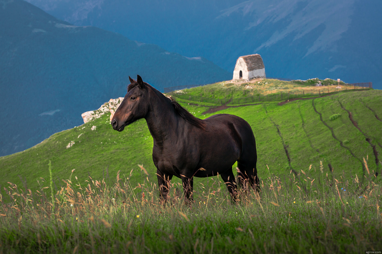 Черкесская лошадь фото