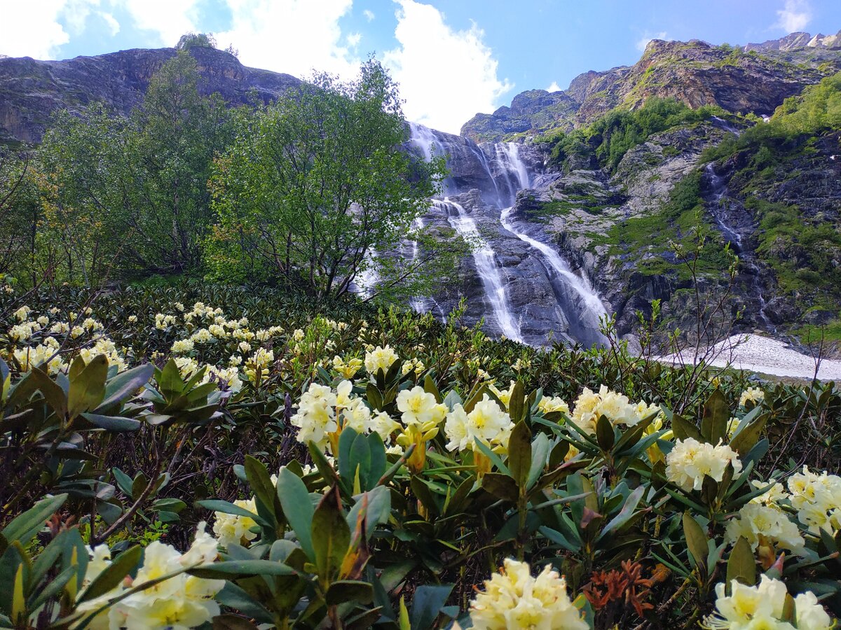 цветы в горах сочи