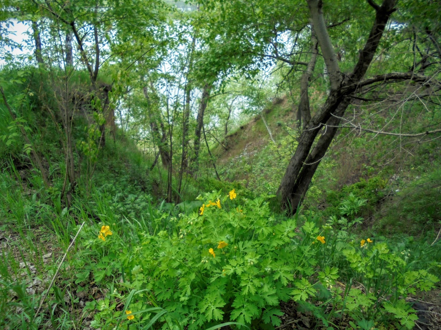 лысая гора в сердобске