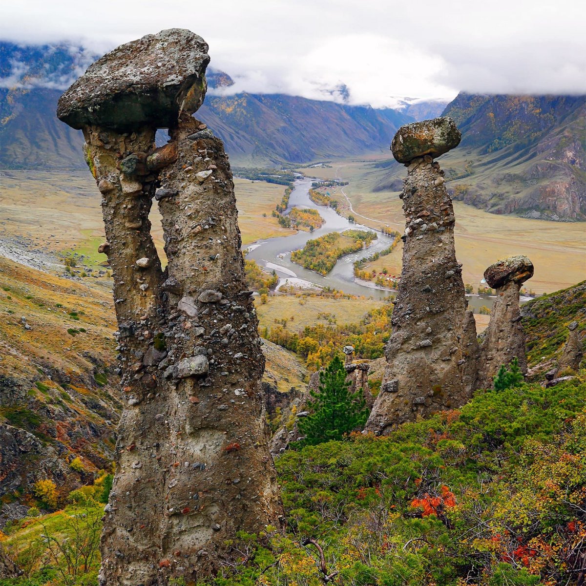 Долина Чулышман горный Алтай грибы