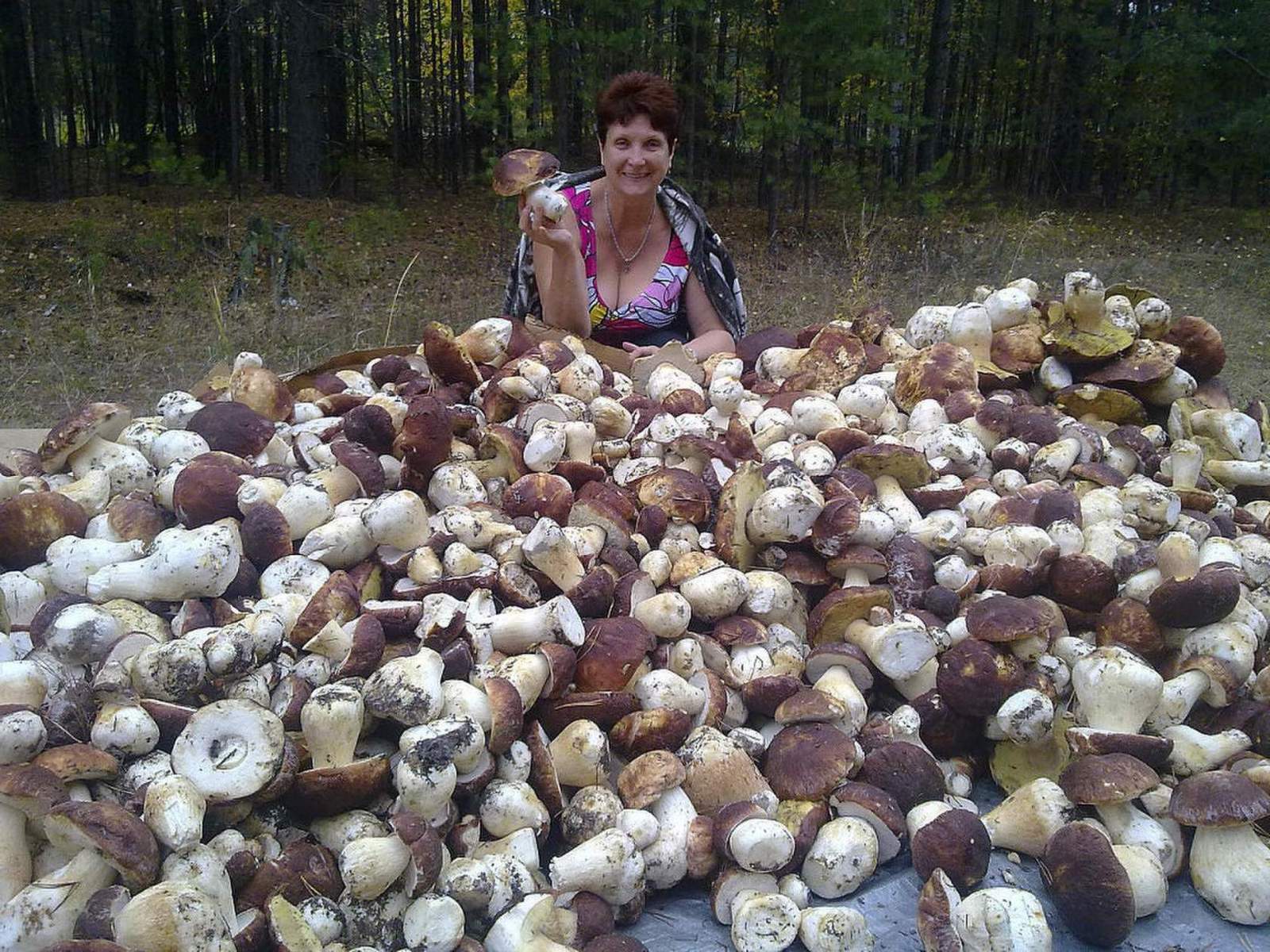 Белые грибы много