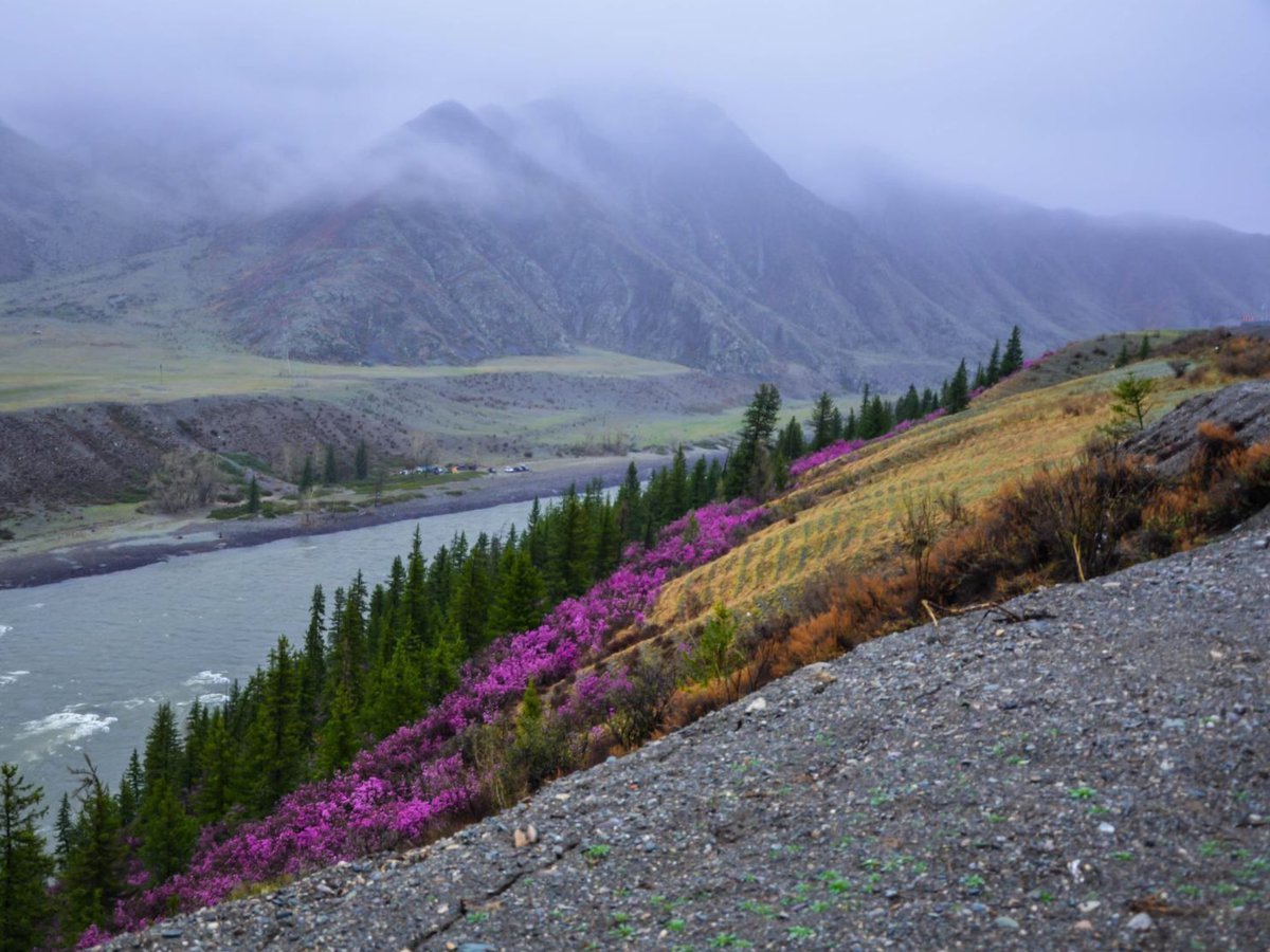 Аржансу горный Алтай