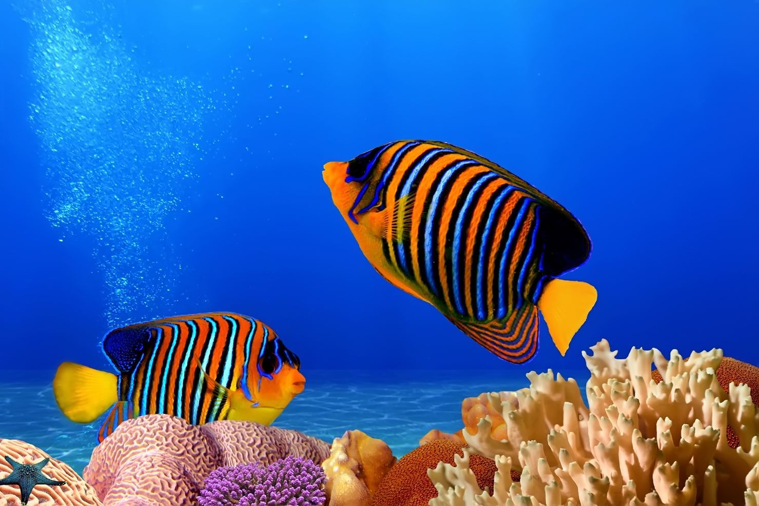 Красное море рыбы разноцветные