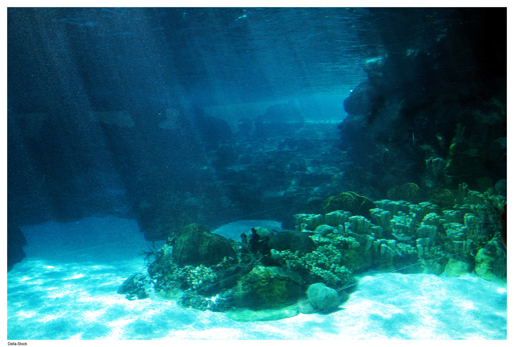 Подводный мир Марианской впадины