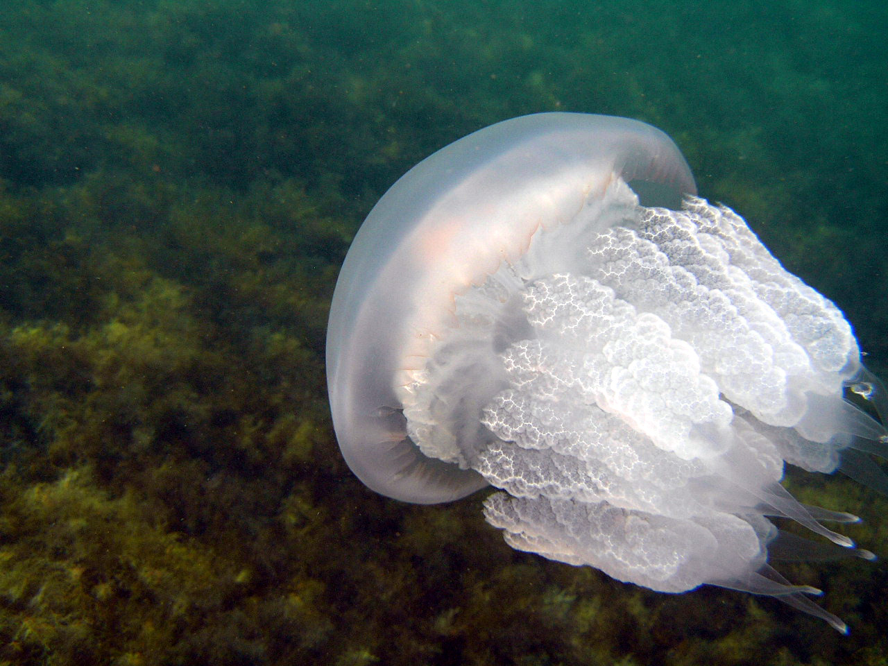 Флора субтропики медуза корнерот