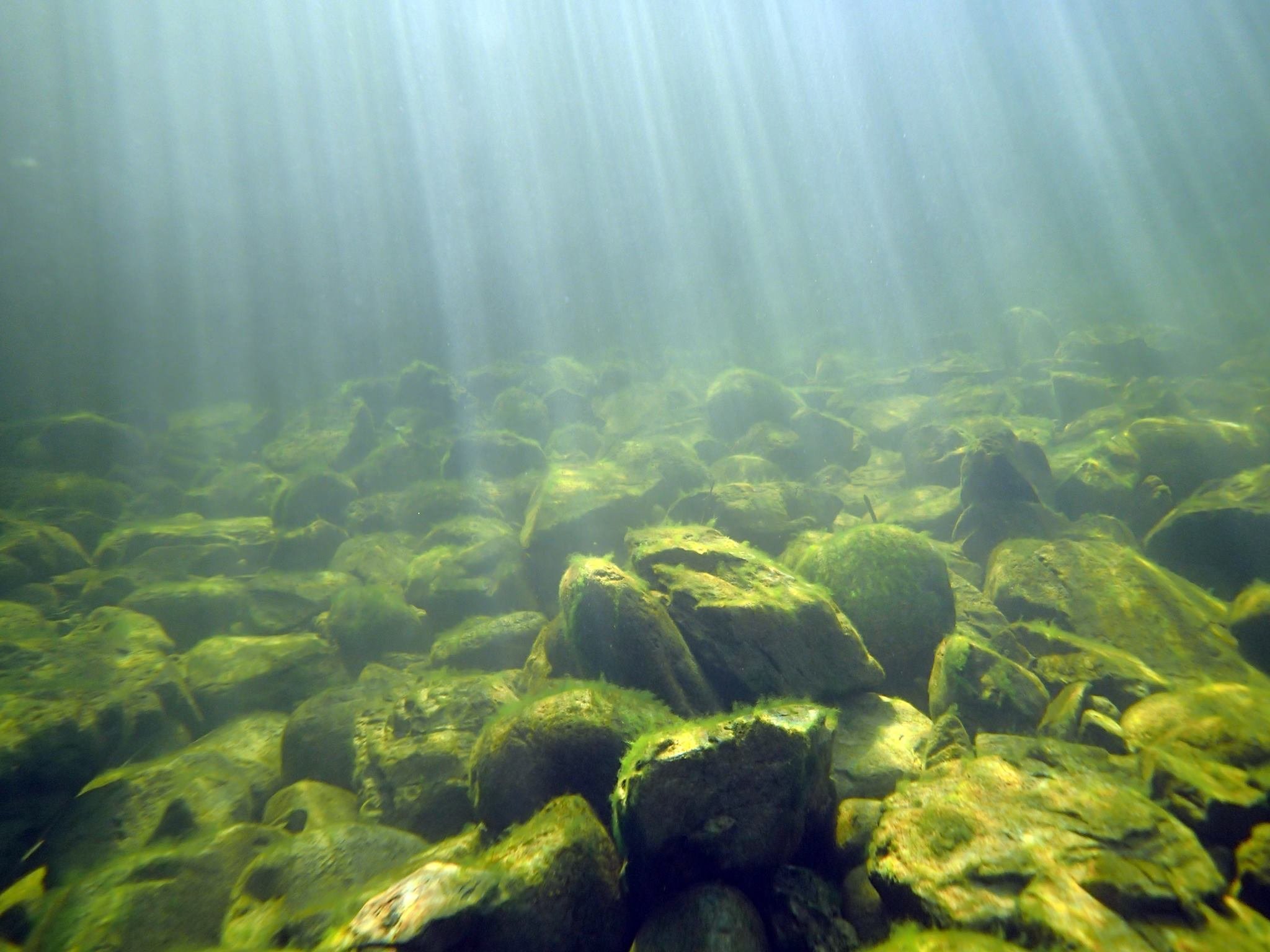 водоросли балтийского моря