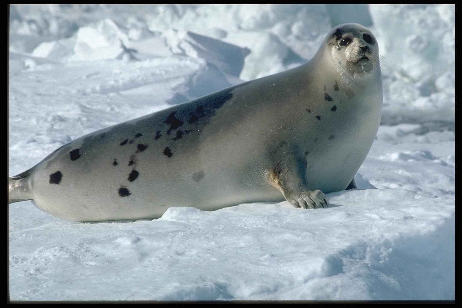 Тюлень Северного Ледовитого океана