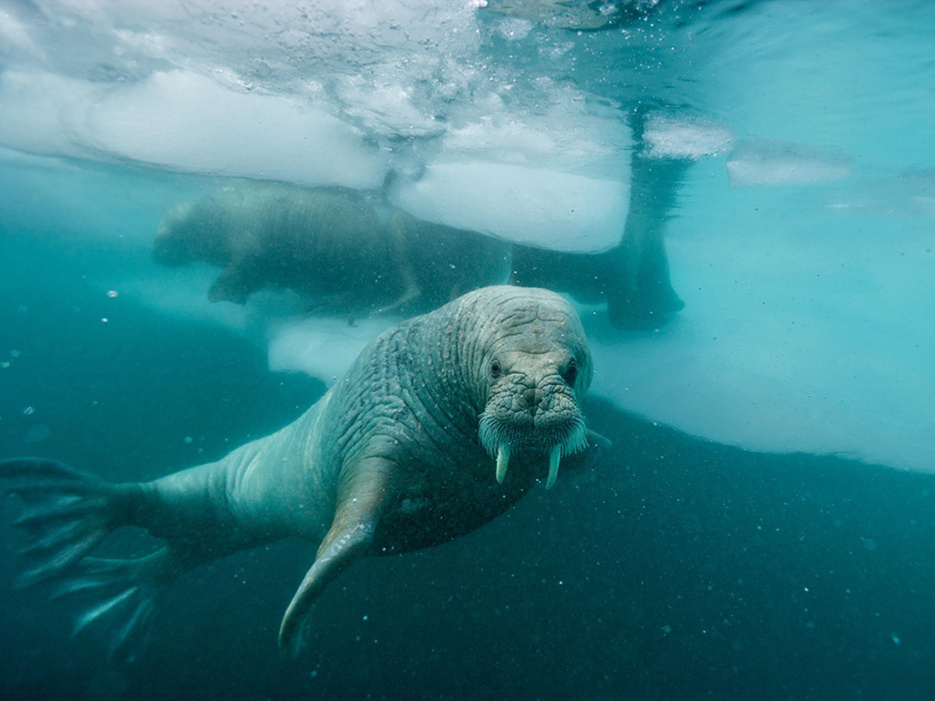 Животный Мир Северного Ледовитого Океана
