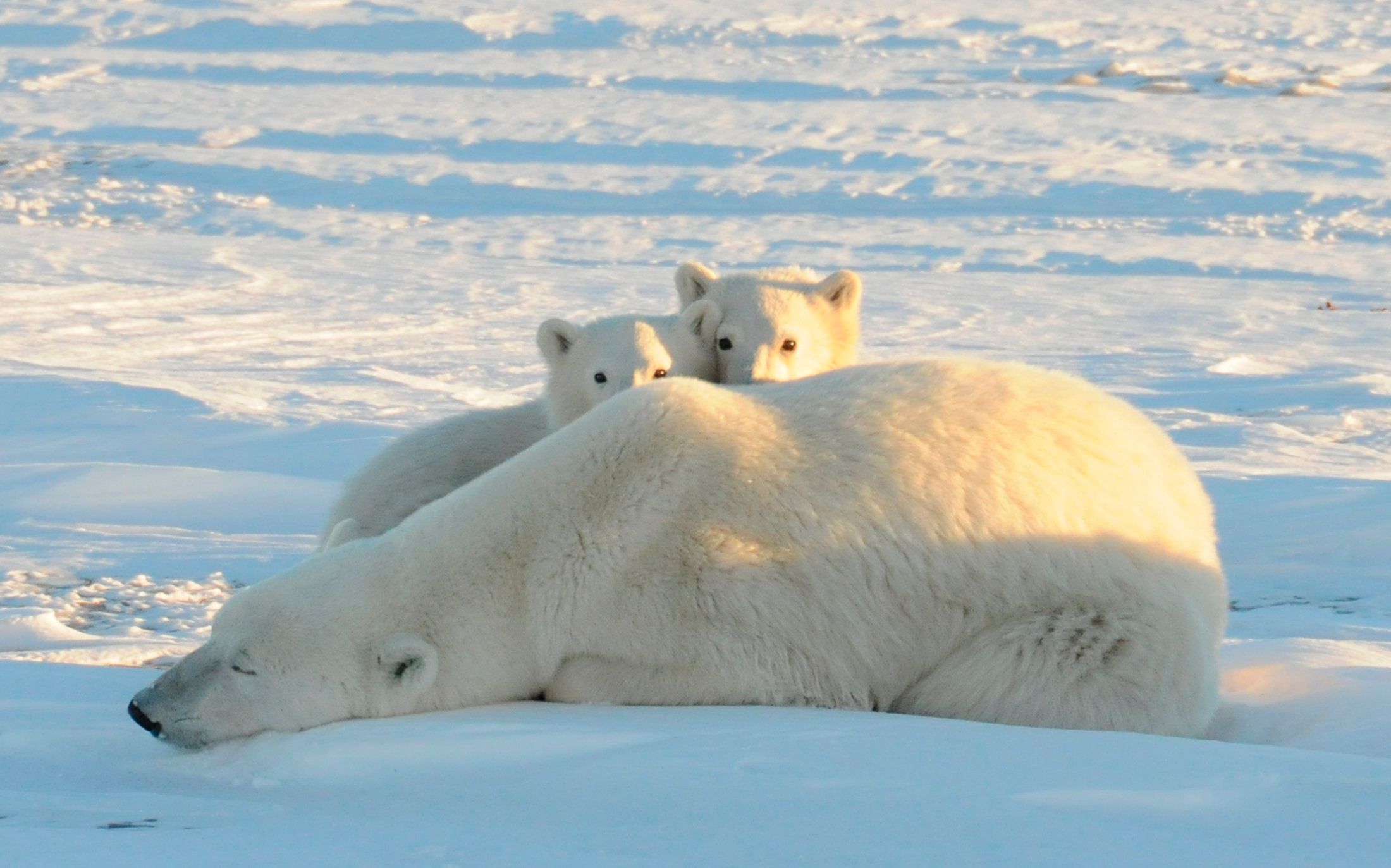 Животные Северного Ледовитого океана белый медведь