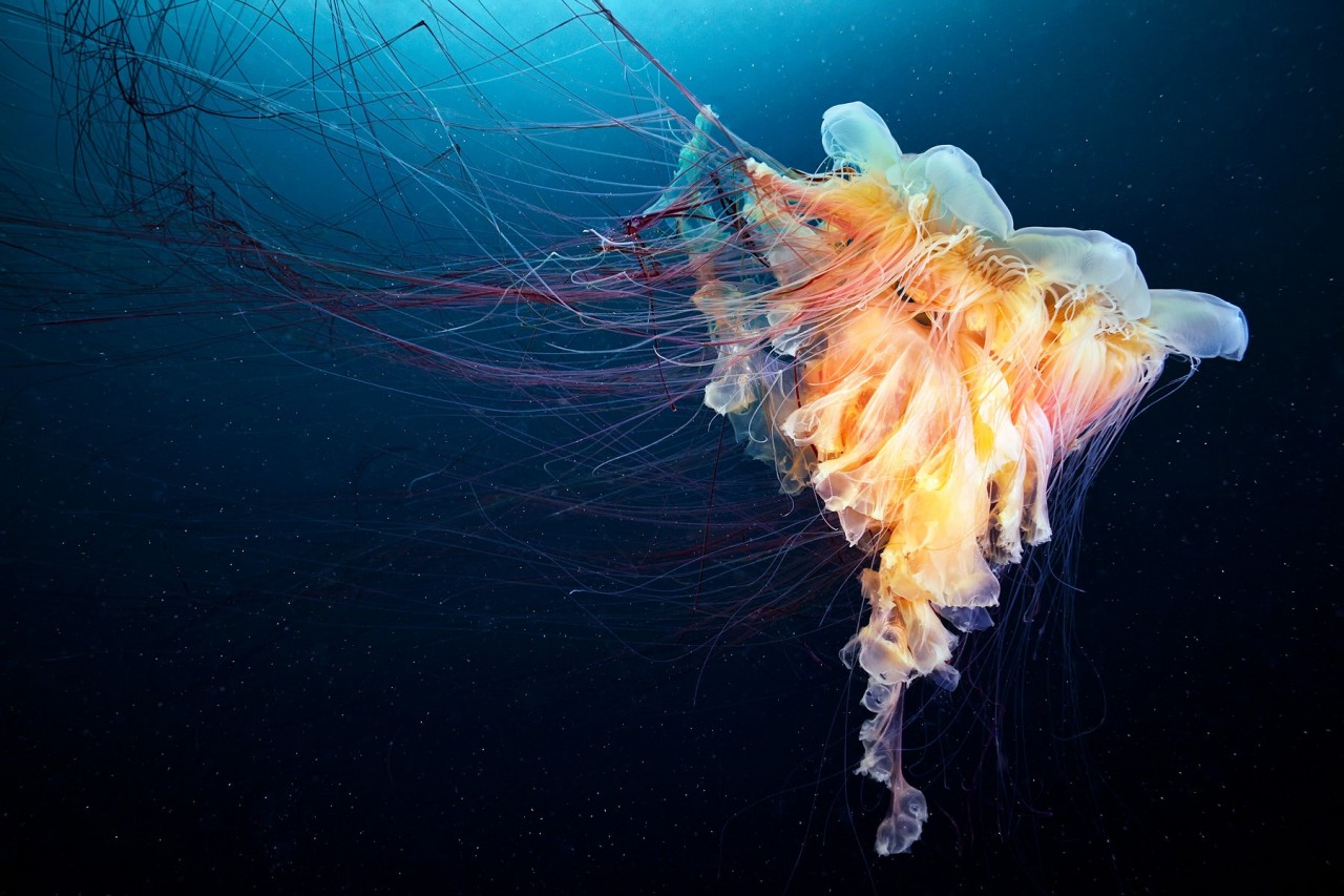 Средневодная медуза