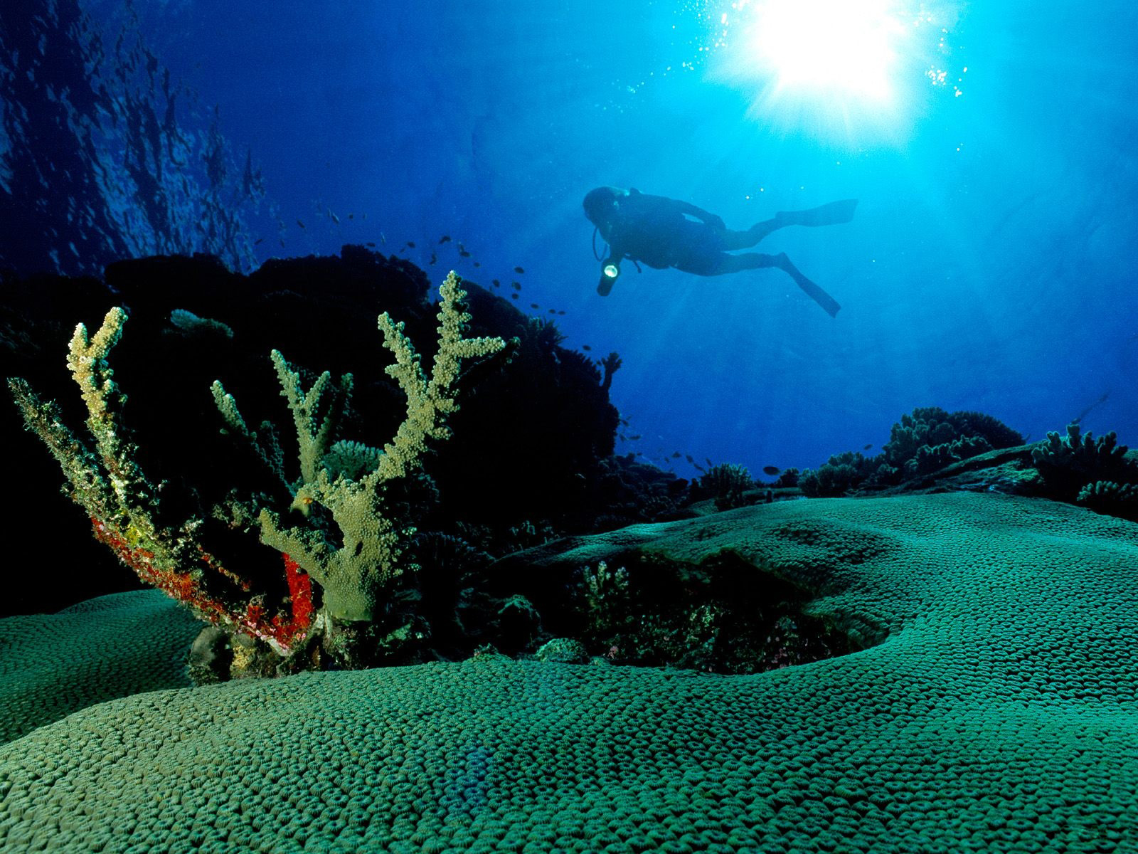 Подводный мир Средиземного моря