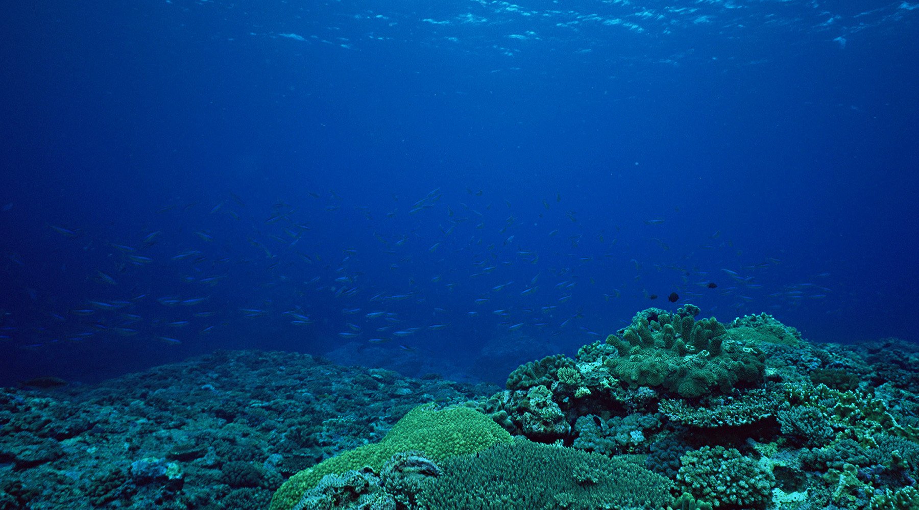 морские глубины фото