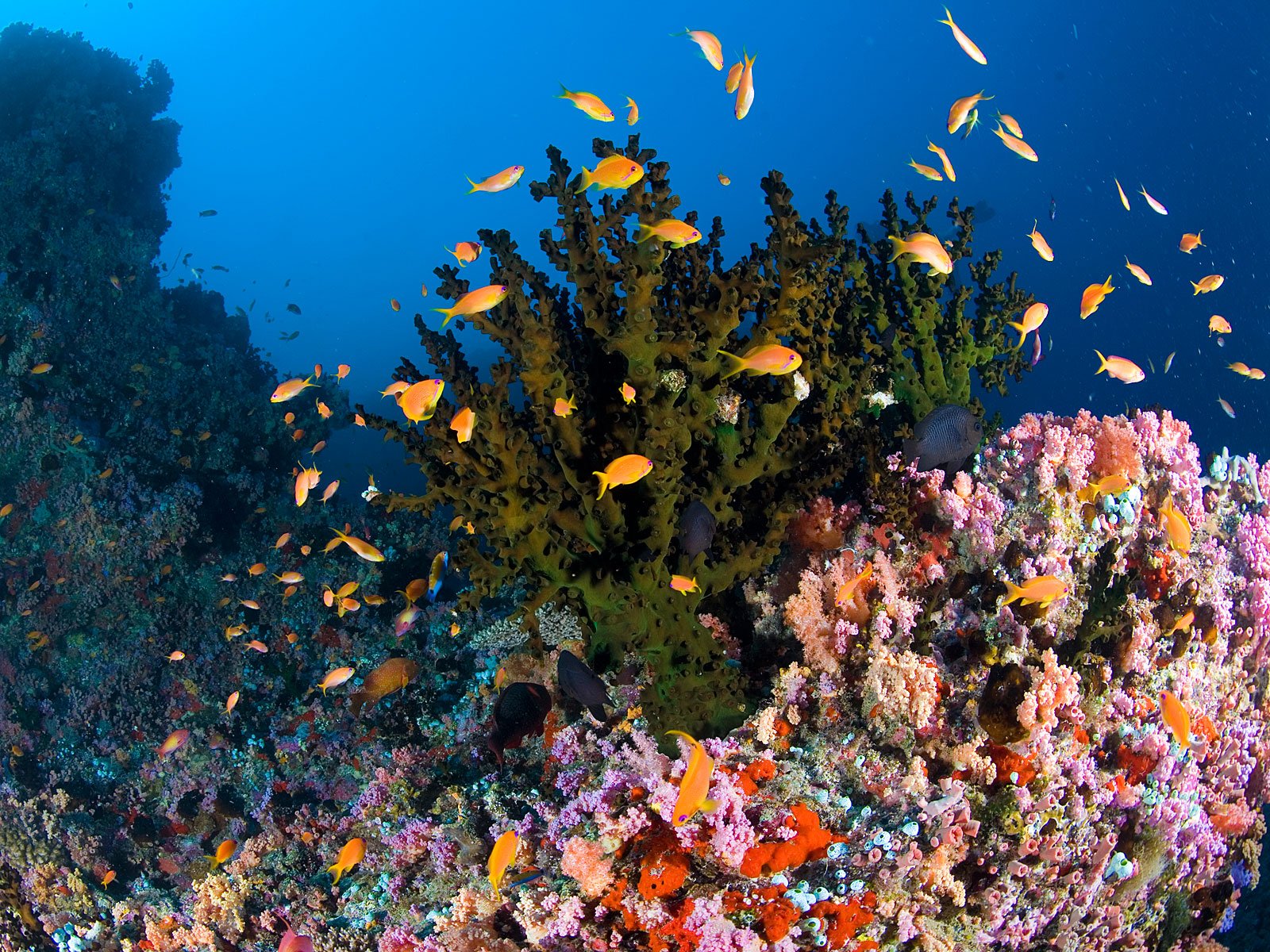 Мармарис кораллы