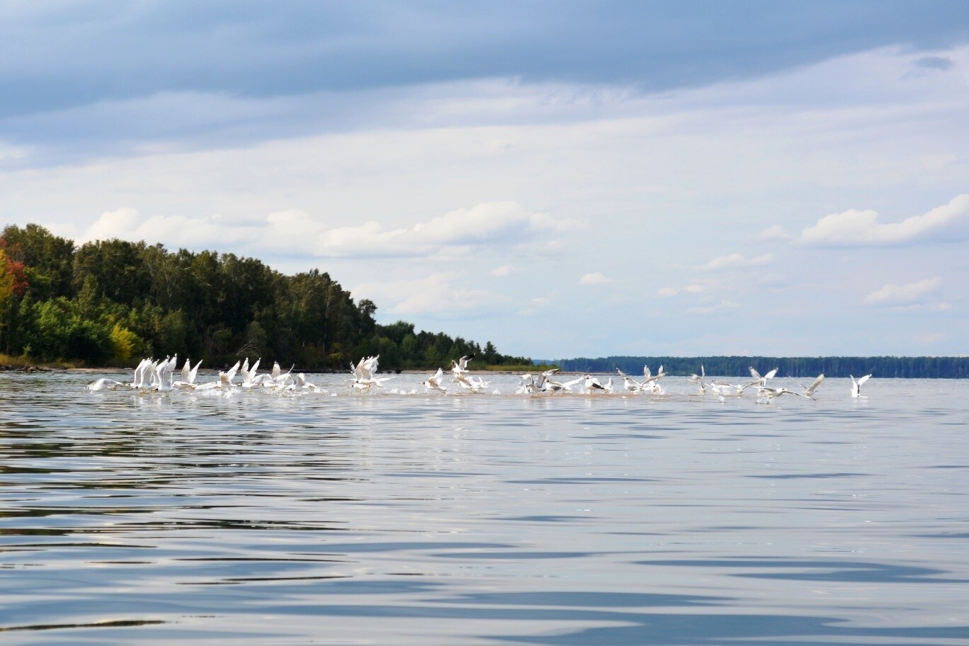 обское водохранилище новосибирск отдых